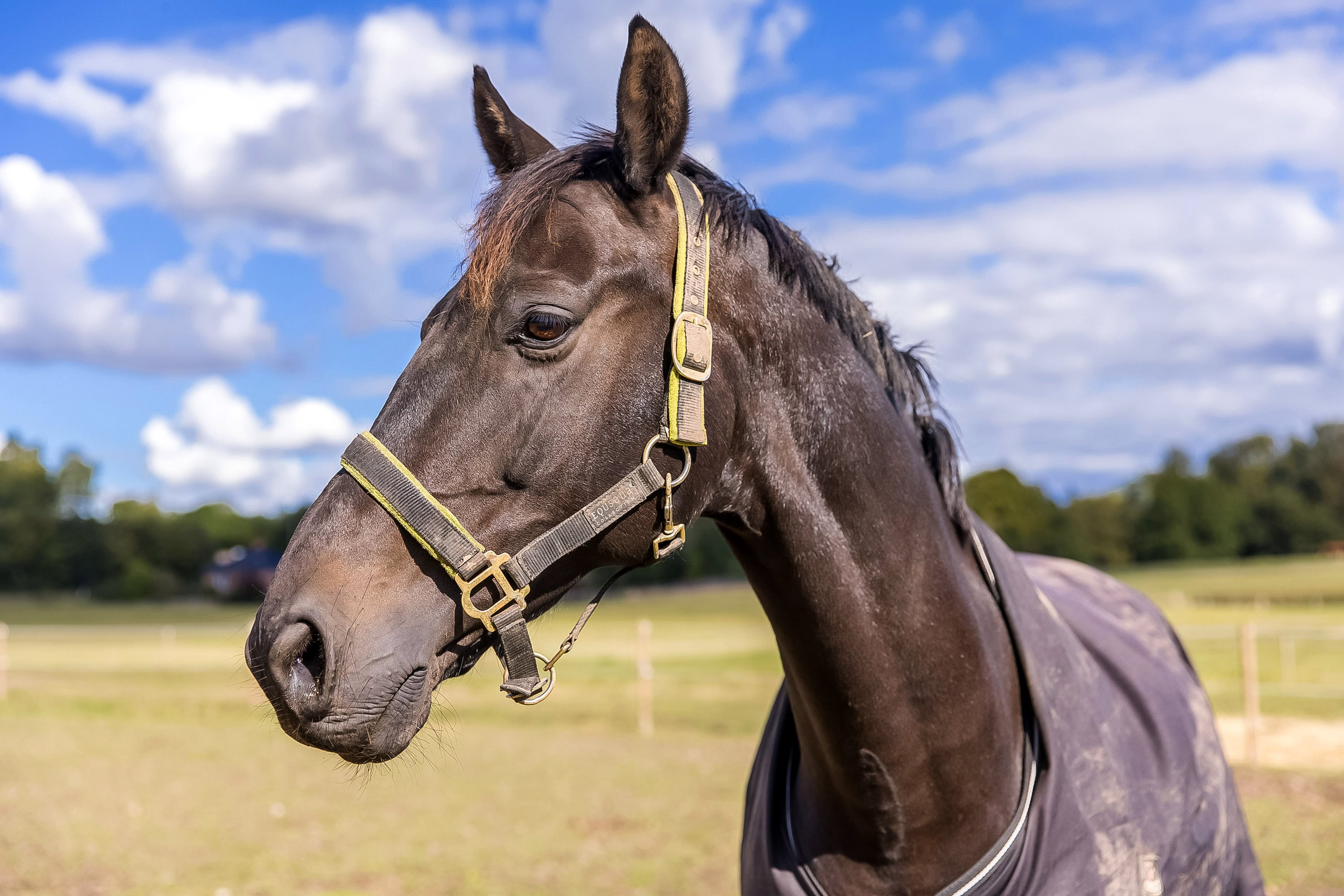 Fremhævet hestefold billede i fuldskærmstilstand. Billede af Nebsmøllevej 70, Høed, 4100 Ringsted