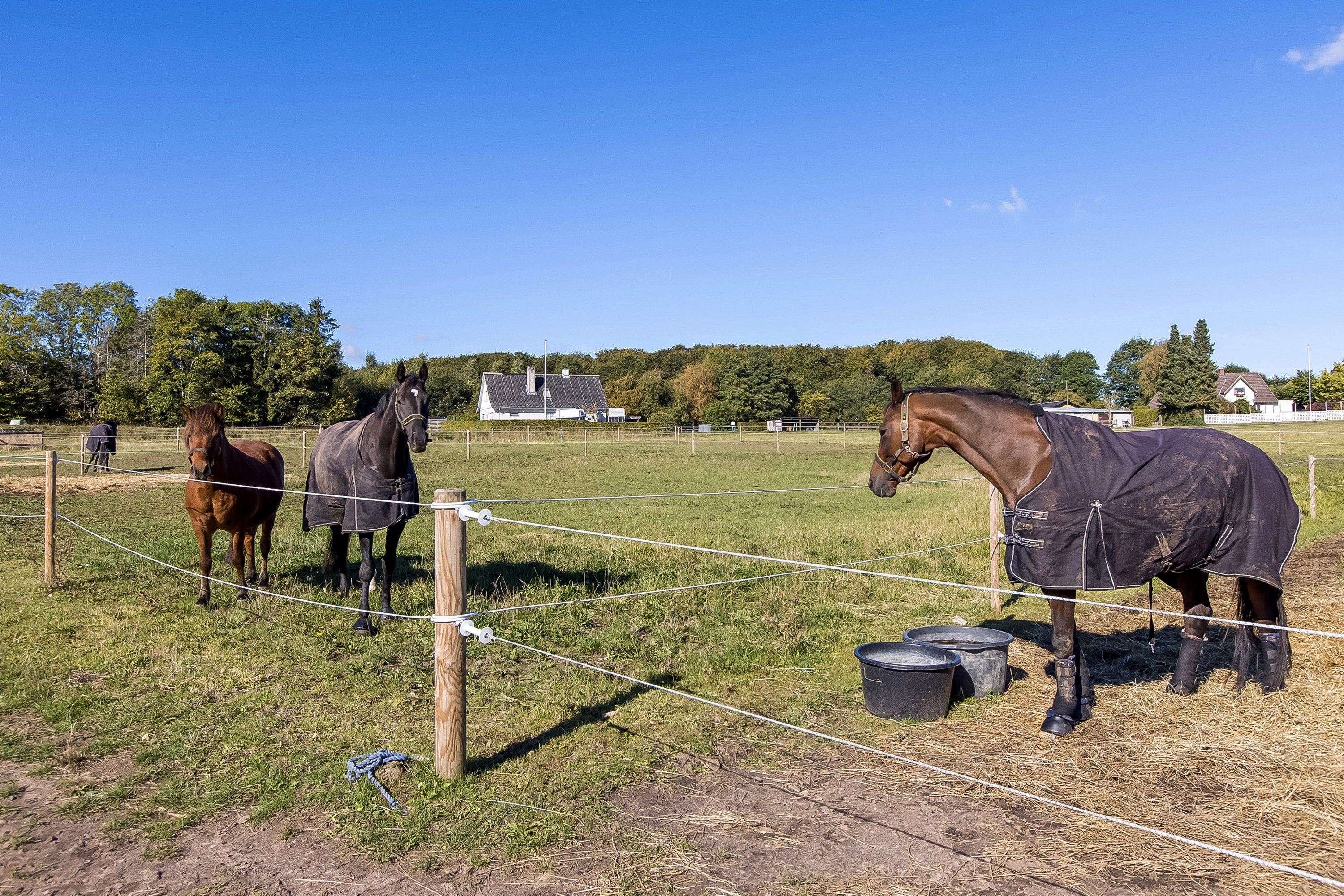 Fremhævet hestefold billede i fuldskærmstilstand. Billede af Nebsmøllevej 70, Høed, 4100 Ringsted