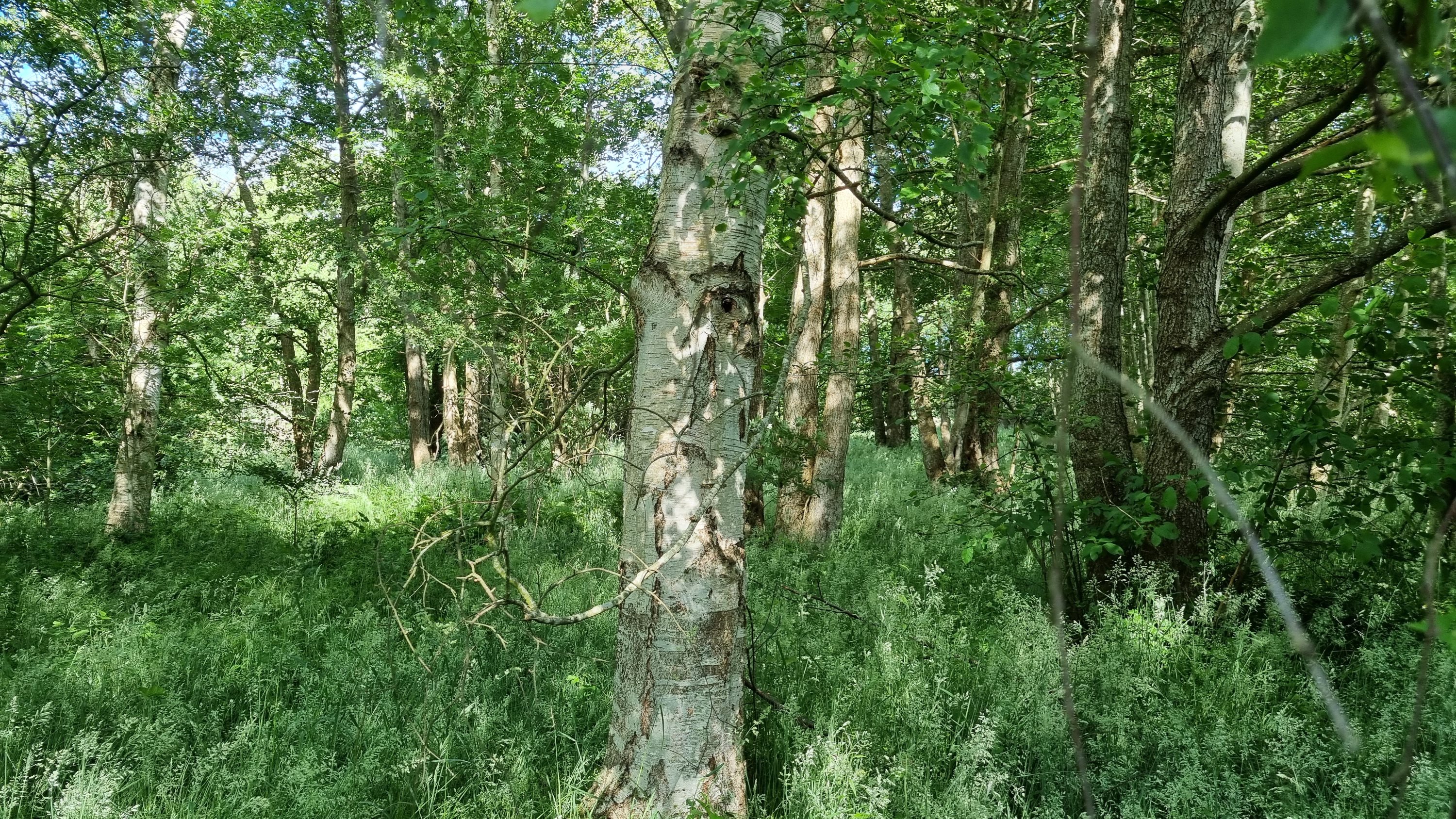 Miniaturebillede 2: andet. Billede af Bøgelunden 4, Byrum, 9940 Læsø