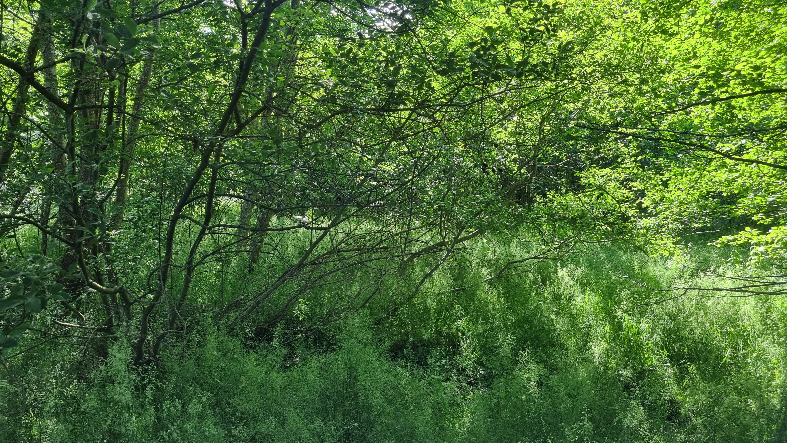 Fremhævet andet billede i fuldskærmstilstand. Billede af Bøgelunden 4, Byrum, 9940 Læsø