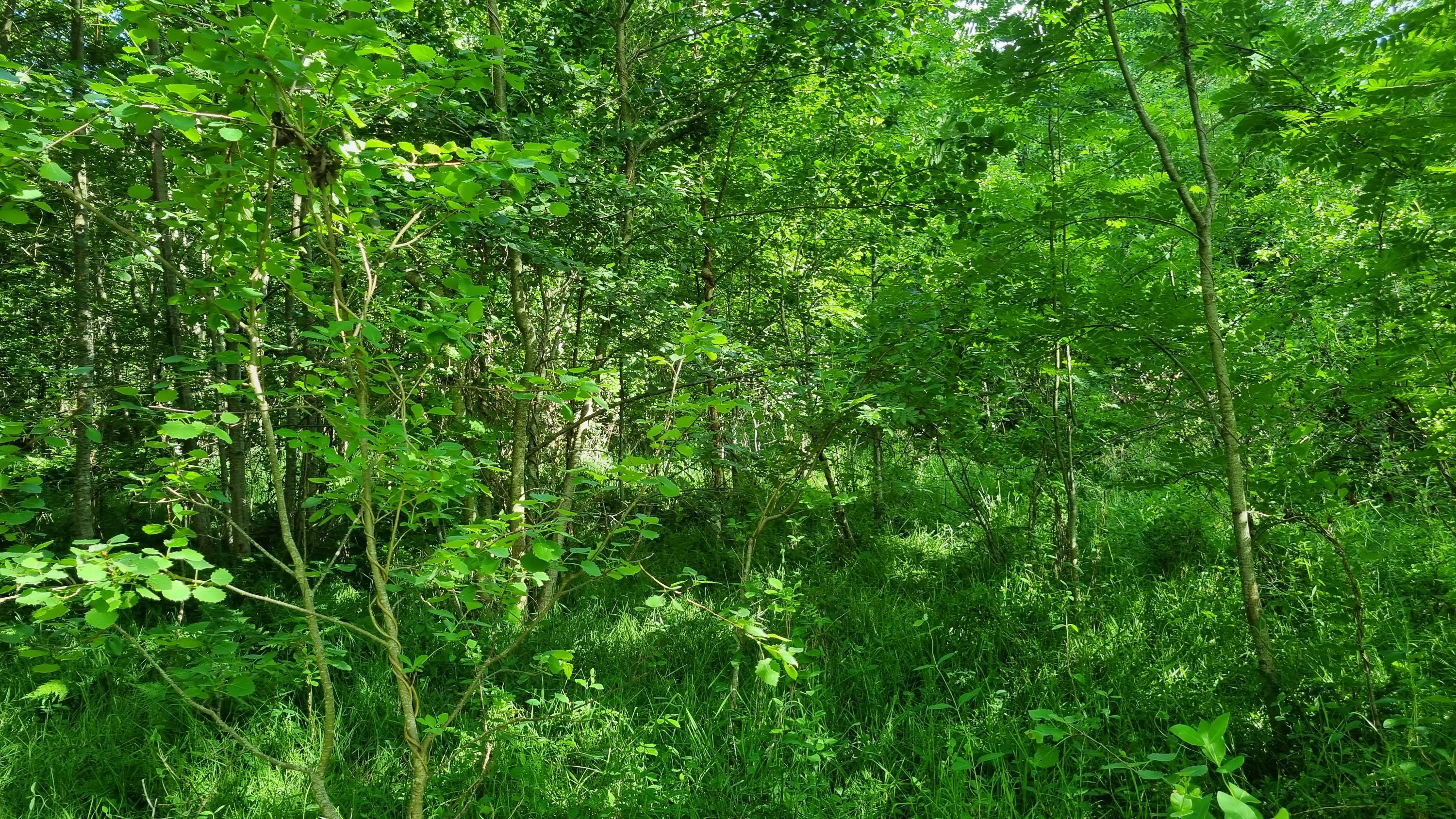 Fremhævet andet billede i fuldskærmstilstand. Billede af Bøgelunden 4, Byrum, 9940 Læsø