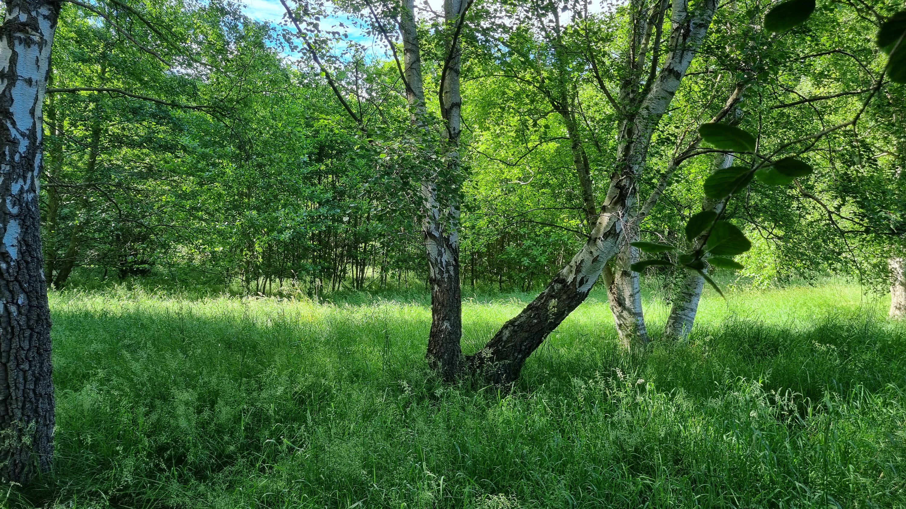 Fremhævet andet billede i fuldskærmstilstand. Billede af Bøgelunden 4, Byrum, 9940 Læsø
