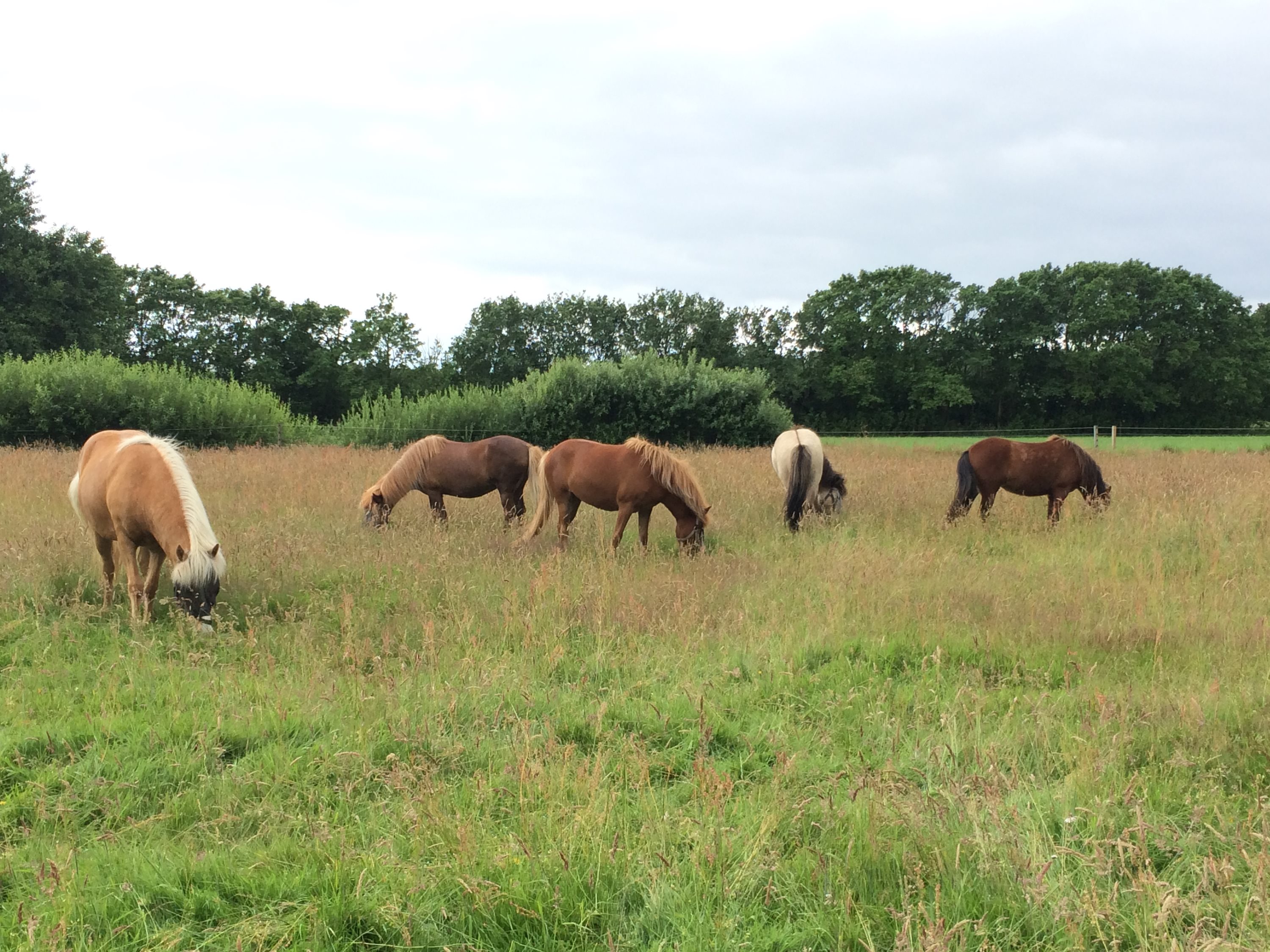Fremhævet andet billede i fuldskærmstilstand. Billede af Søndre Kirkevej 6, Sydvesten, 9940 Læsø