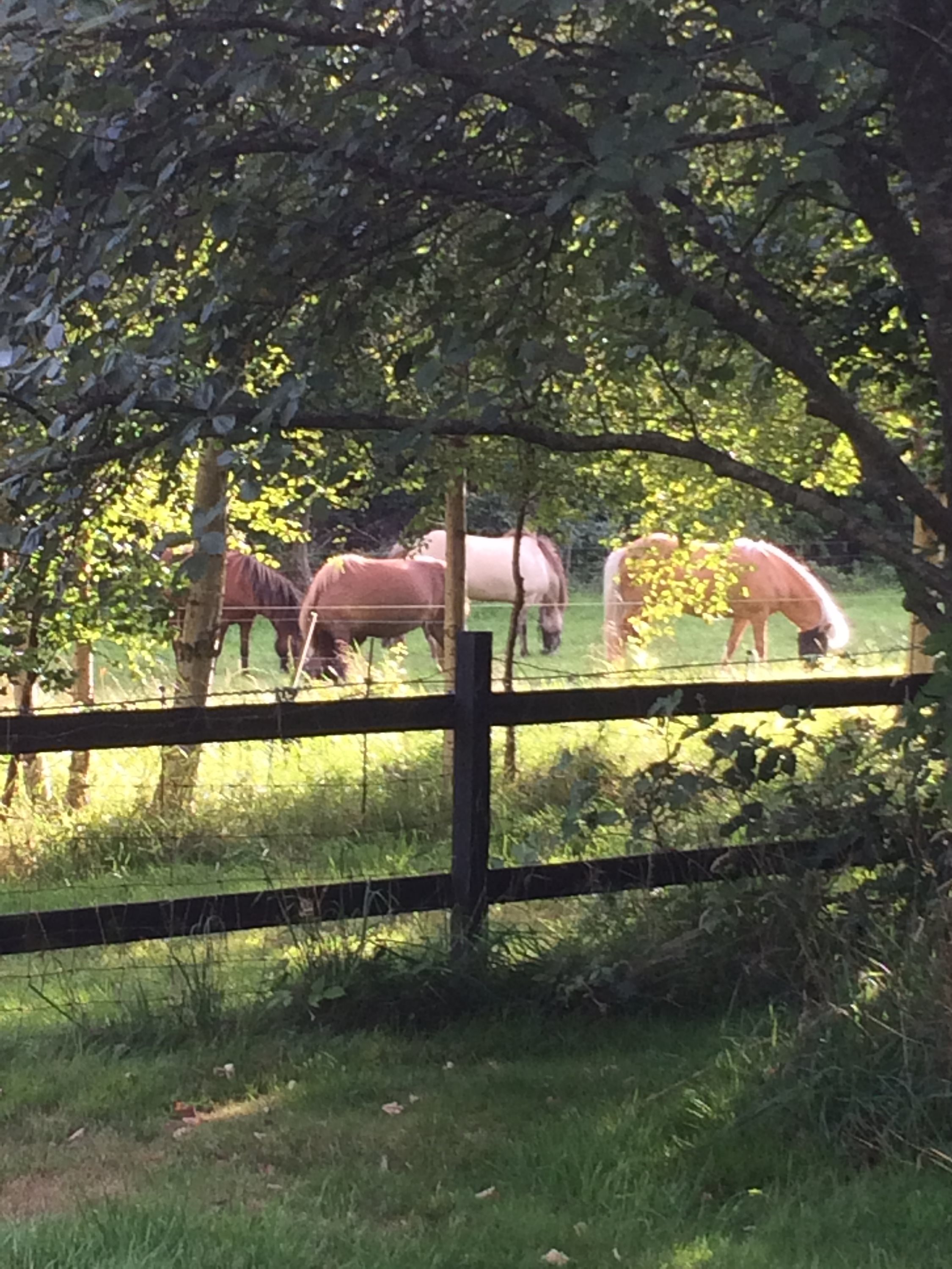 Fremhævet andet billede i fuldskærmstilstand. Billede af Søndre Kirkevej 6, Sydvesten, 9940 Læsø