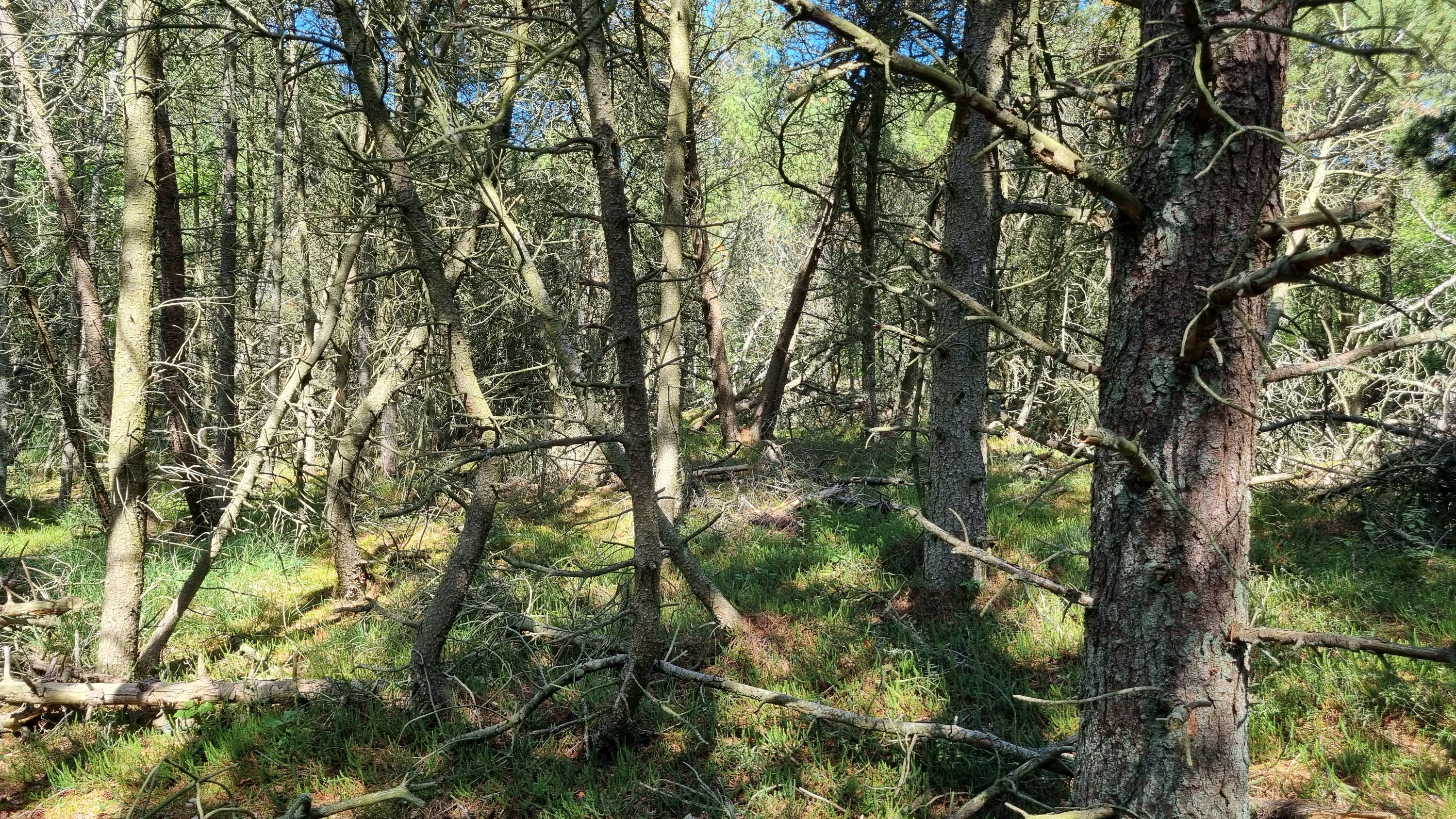 Fremhævet andet billede i fuldskærmstilstand. Billede af På Remmerne 61A, Remmerne, 9940 Læsø