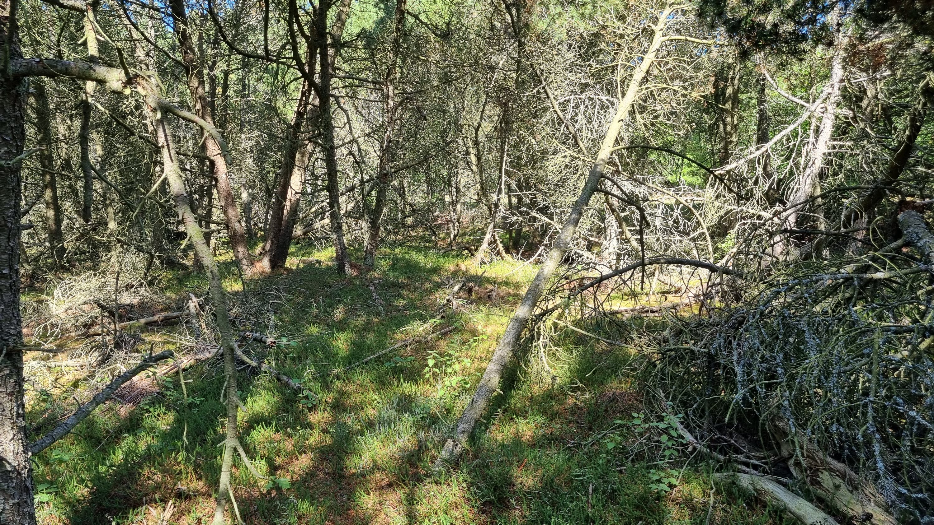 Fremhævet andet billede i fuldskærmstilstand. Billede af På Remmerne 61A, Remmerne, 9940 Læsø