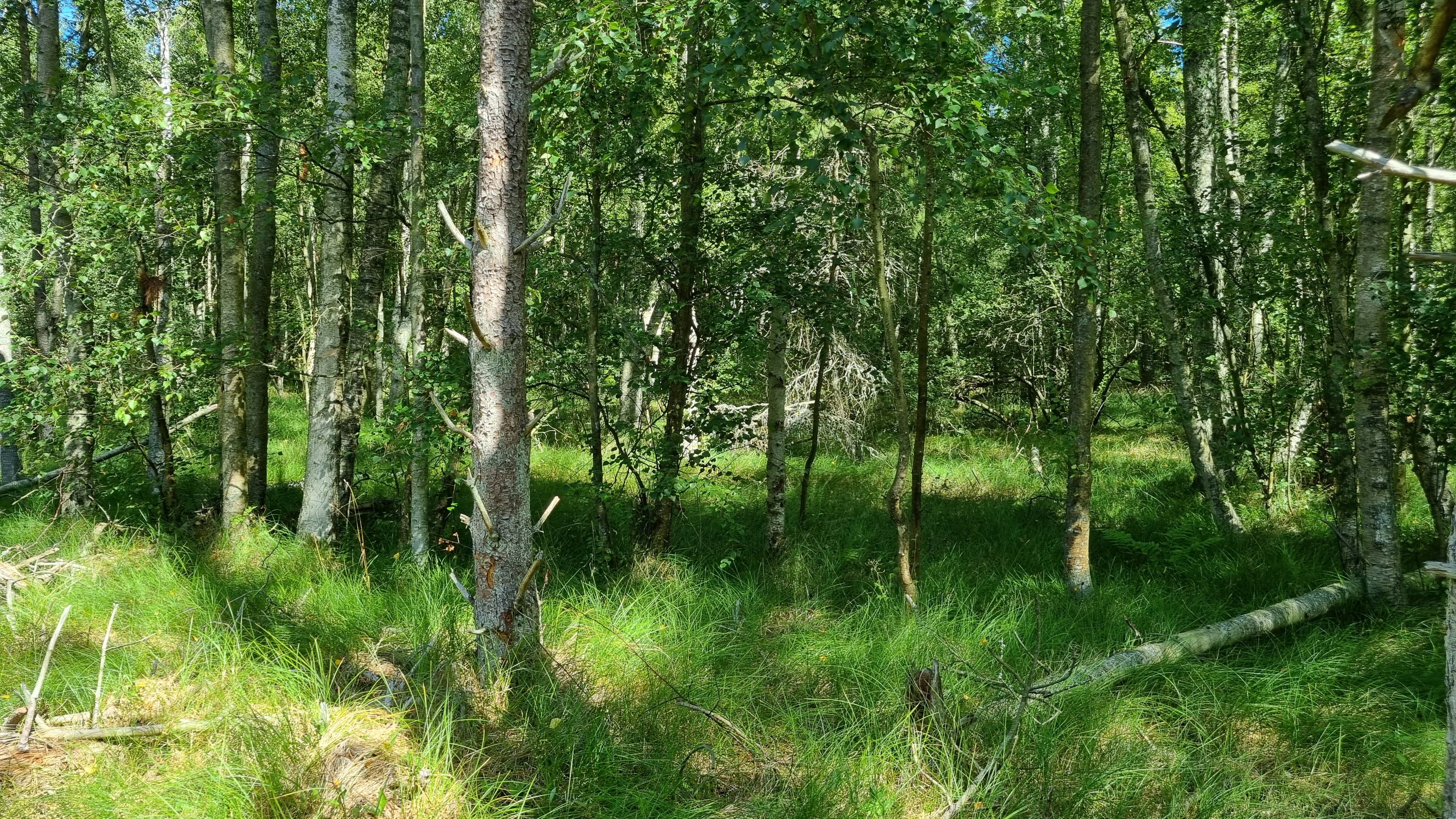 Miniaturebillede 2: andet. Billede af Grankrogen 4, Østerby, 9940 Læsø