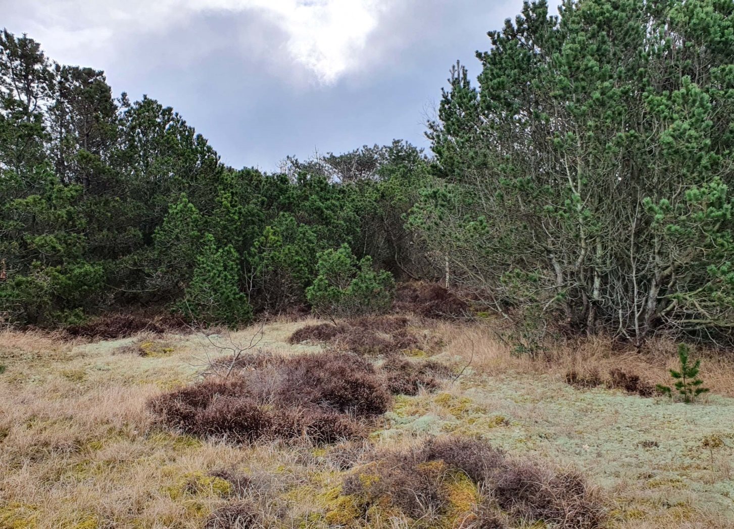 Fremhævet andet billede i fuldskærmstilstand. Billede af Rylevej 3, Østerby Havn, 9940 Læsø