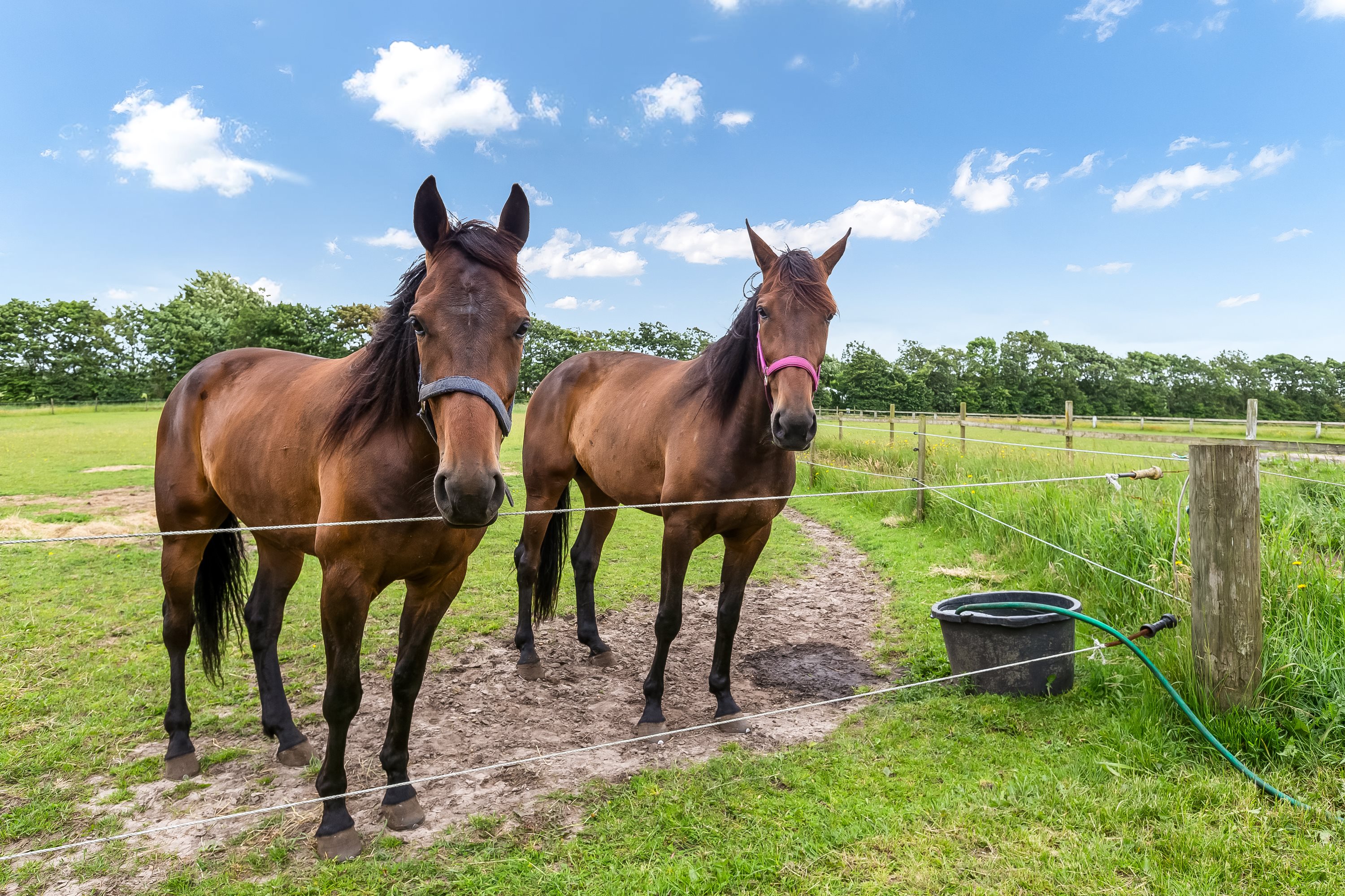 Fremhævet hestefold billede i fuldskærmstilstand. Billede af Hesselåvej 33, Skave, 7500 Holstebro