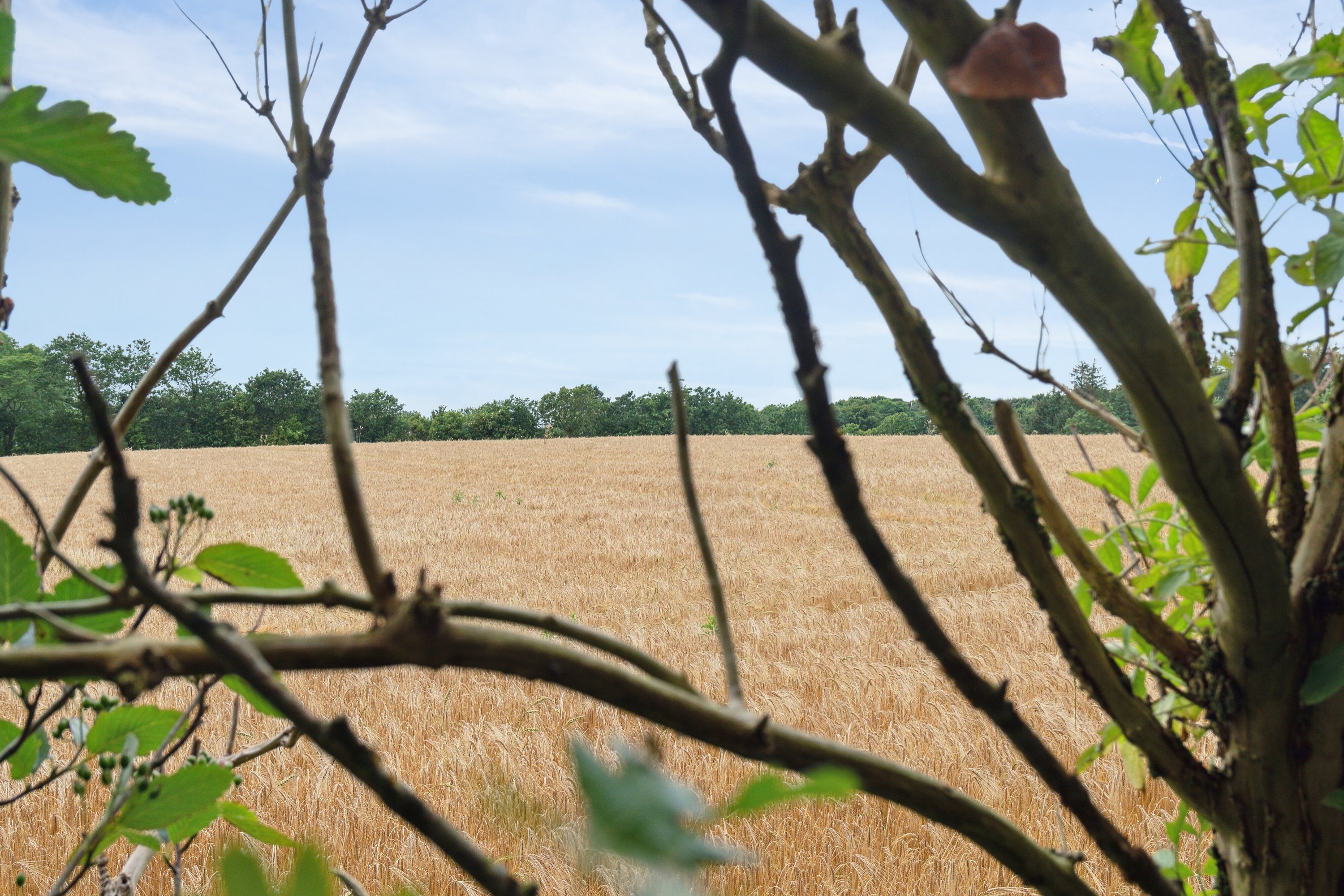 Fremhævet udendørs billede i fuldskærmstilstand. Billede af Villerslevvej 8, Villerslev, 7755 Bedsted Thy