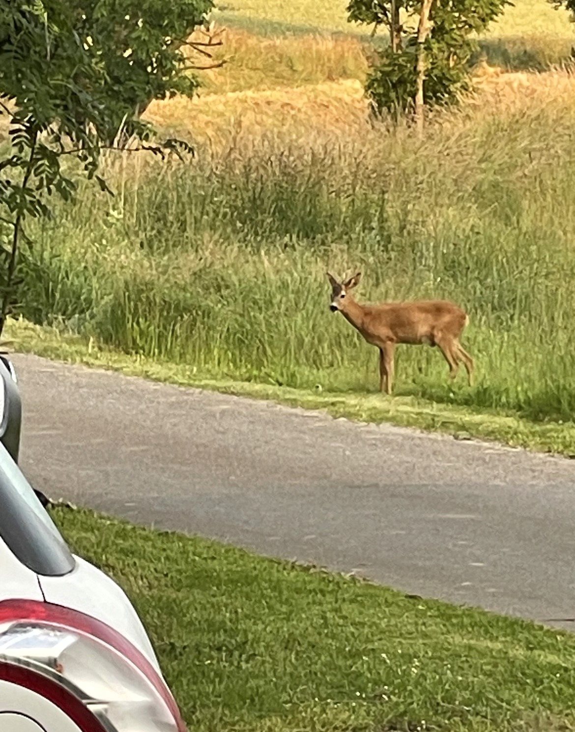 Fremhævet dyreliv billede i fuldskærmstilstand. Billede af Viemosevej 18, Svinsbjerg, 4913 Horslunde
