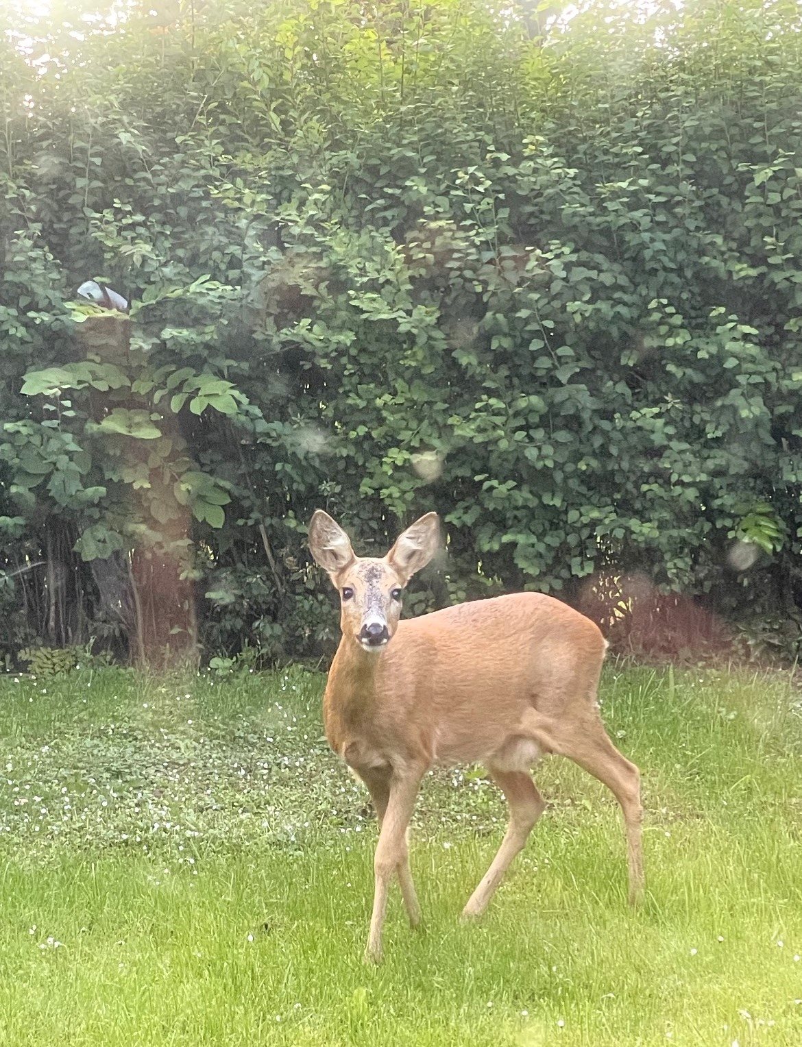 Fremhævet dyreliv billede i fuldskærmstilstand. Billede af Viemosevej 18, Svinsbjerg, 4913 Horslunde