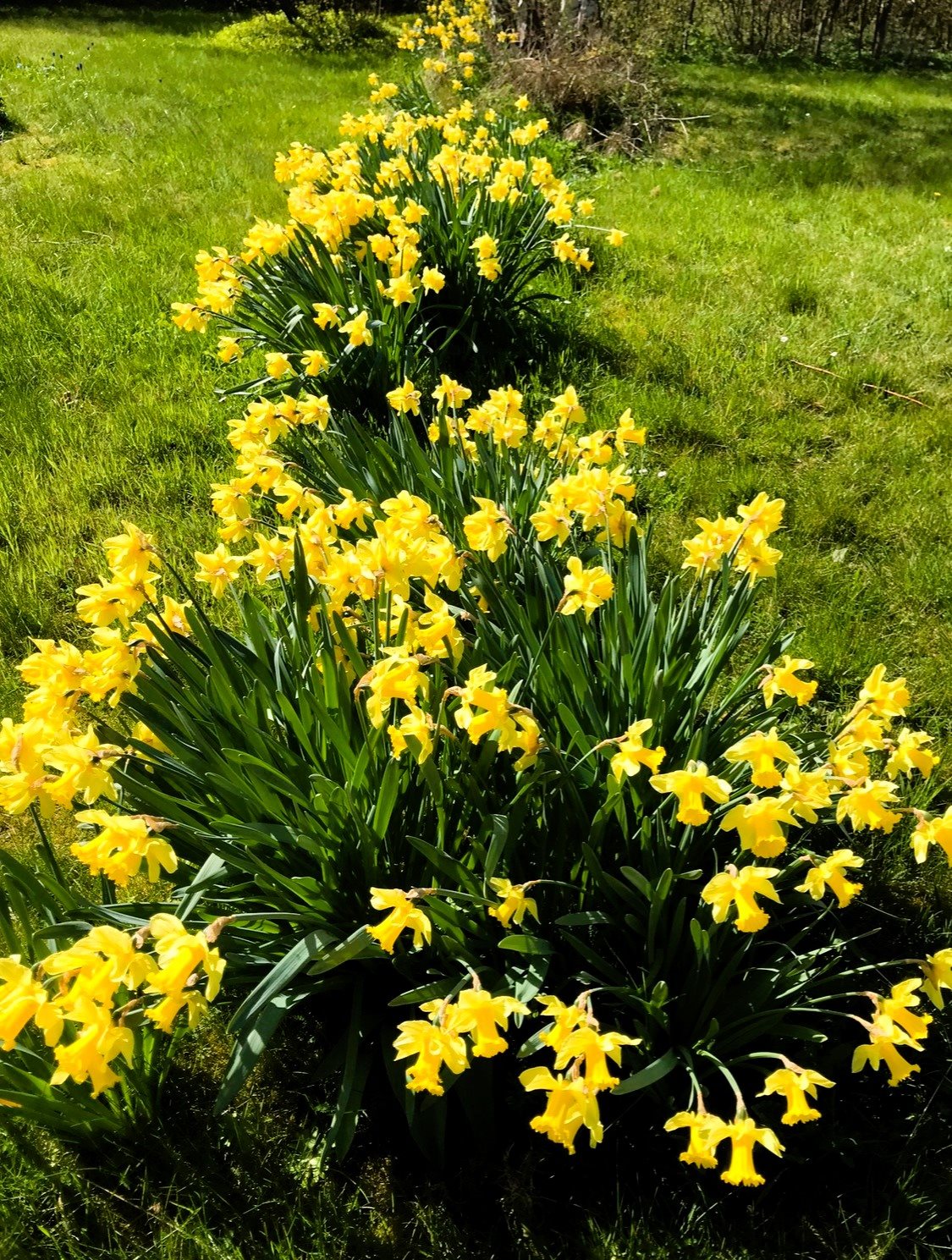 Fremhævet  billede i fuldskærmstilstand. Billede af Viemosevej 89, Nøbbet, 4913 Horslunde