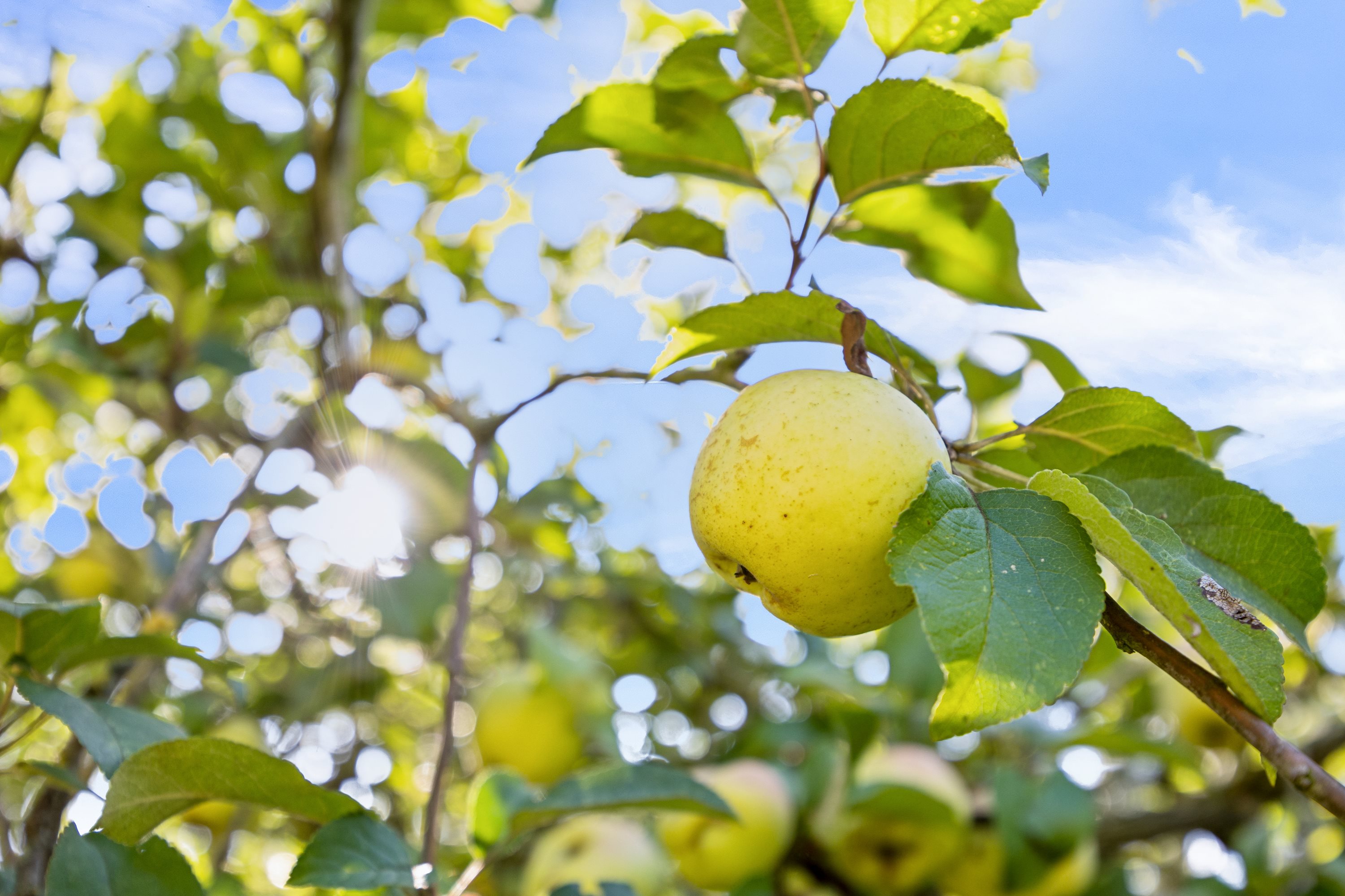 Fremhævet have billede i fuldskærmstilstand. Billede af Ishøj Bygade 51, 2635 Ishøj