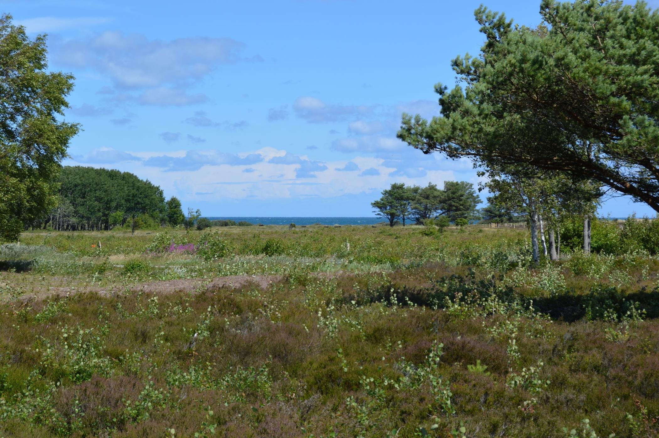Fremhævet  billede i fuldskærmstilstand. Billede af Jenses Jolle 33, Nordmarken, 9940 Læsø