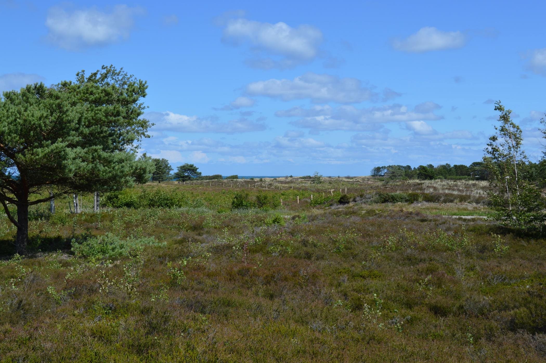 Fremhævet  billede i fuldskærmstilstand. Billede af Jenses Jolle 33, Nordmarken, 9940 Læsø