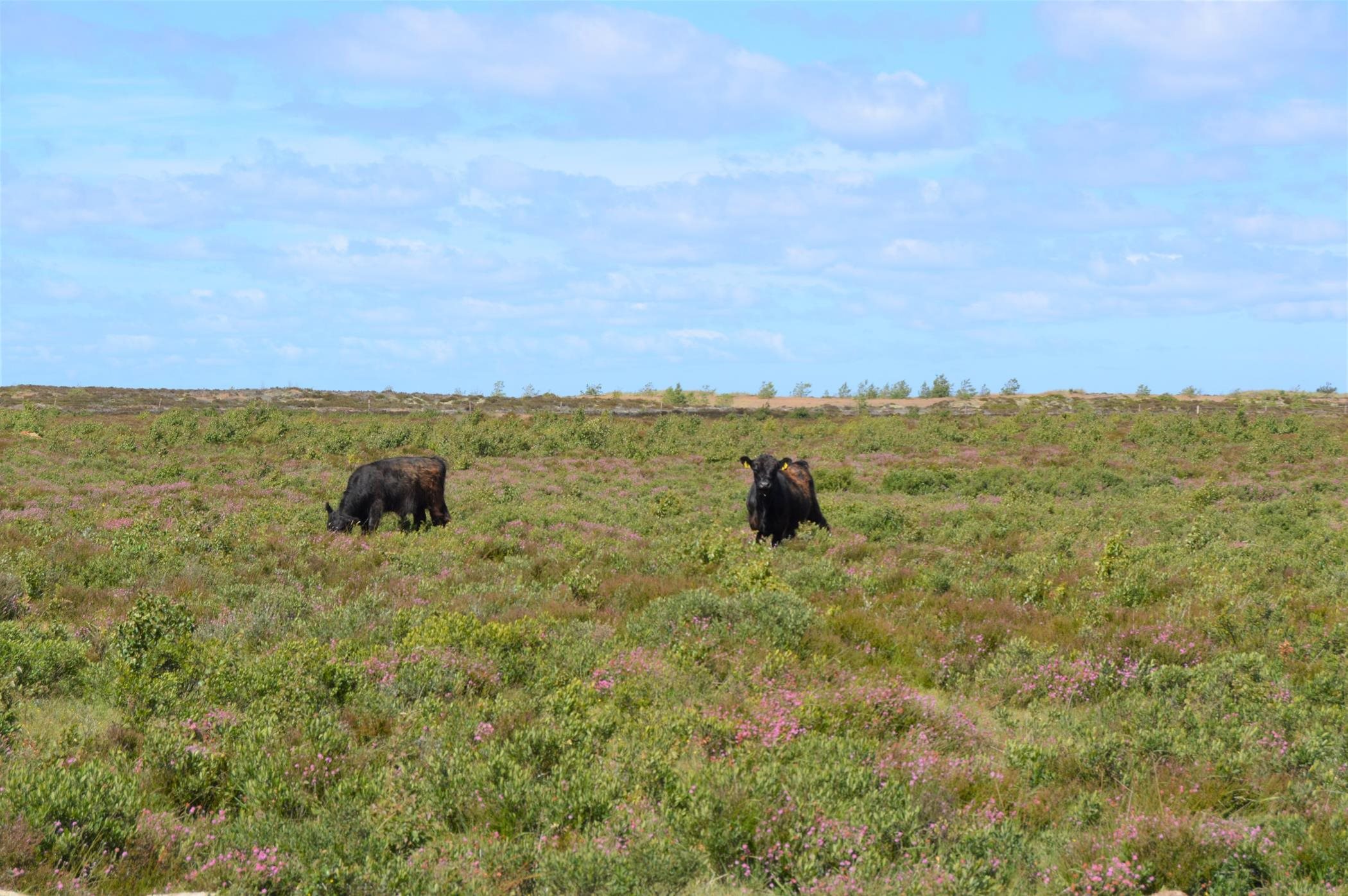 Fremhævet  billede i fuldskærmstilstand. Billede af Jenses Jolle 33, Nordmarken, 9940 Læsø