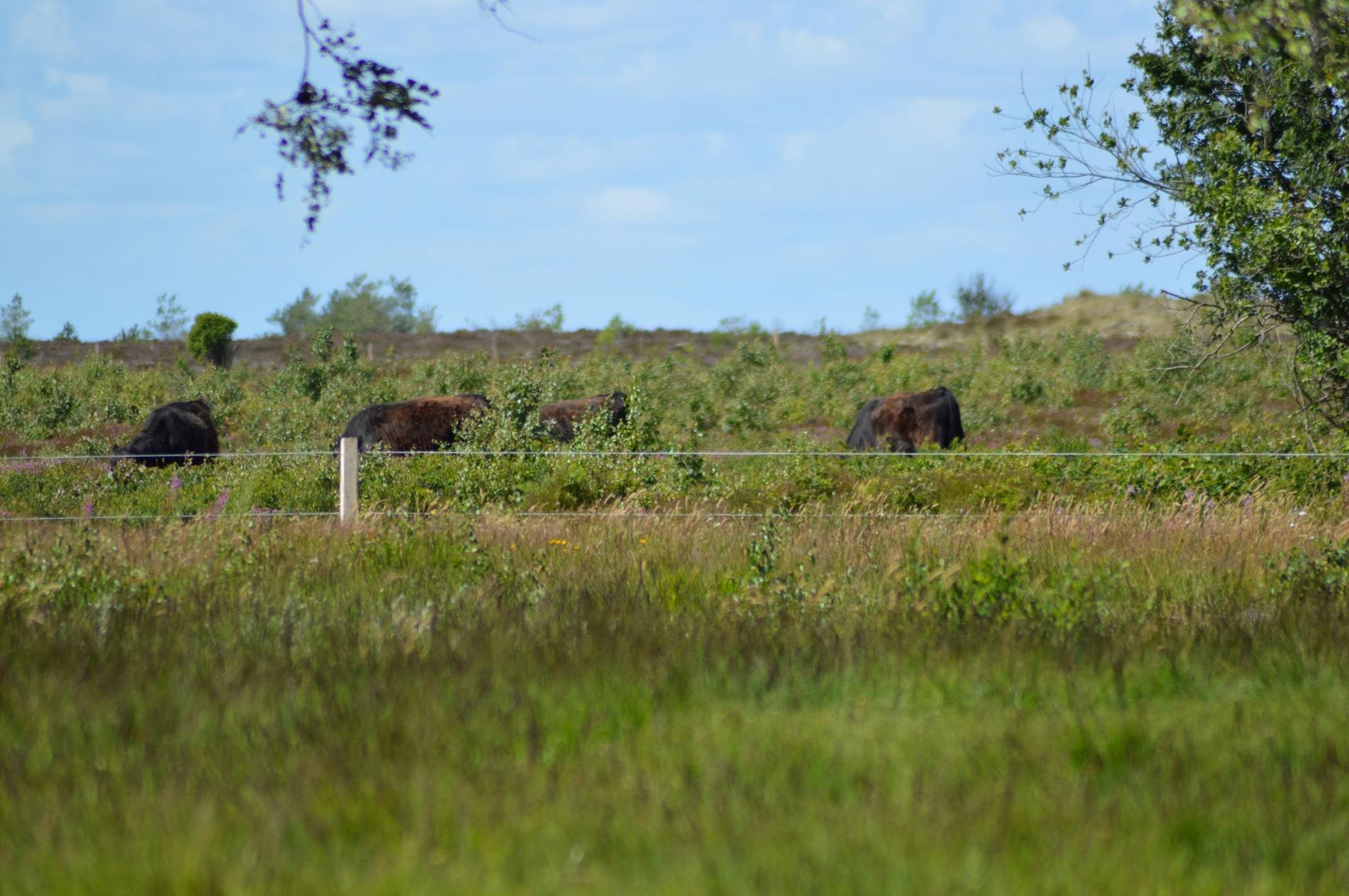 Fremhævet  billede i fuldskærmstilstand. Billede af Jenses Jolle 33, Nordmarken, 9940 Læsø