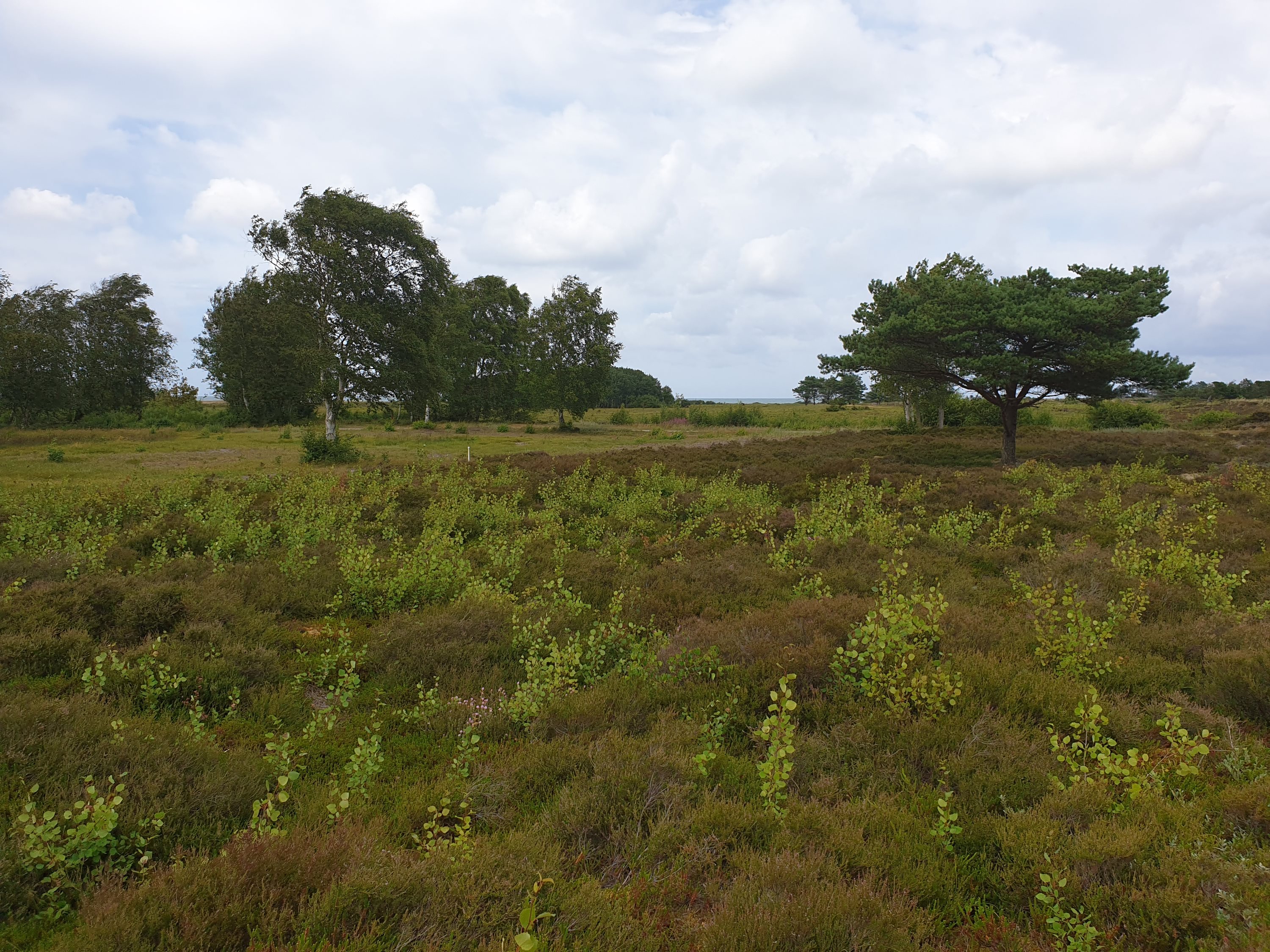 Miniaturebillede 1: . Billede af Jenses Jolle 33, Nordmarken, 9940 Læsø
