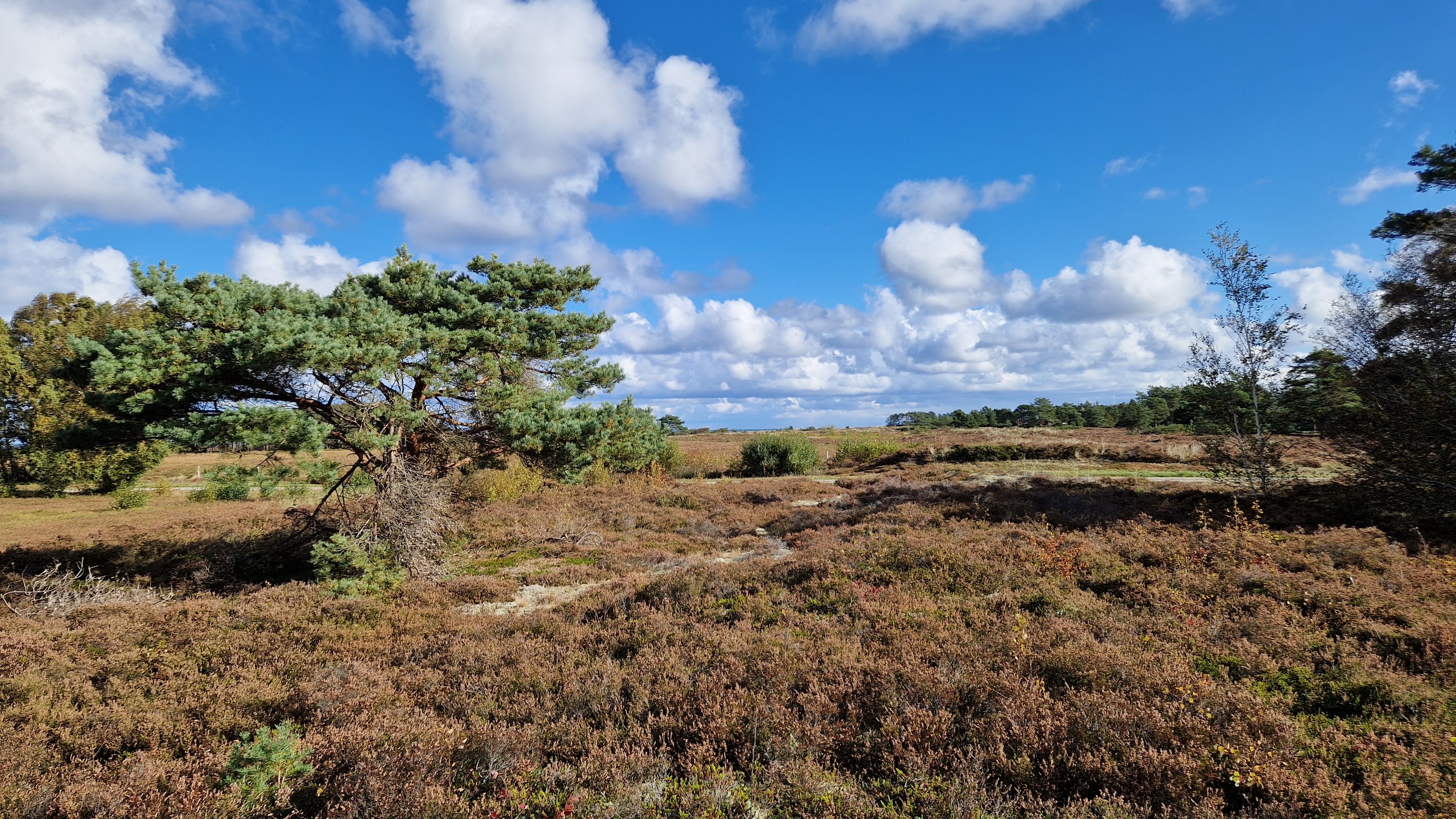 Fremhævet  billede i fuldskærmstilstand. Billede af Jenses Jolle 33, Nordmarken, 9940 Læsø