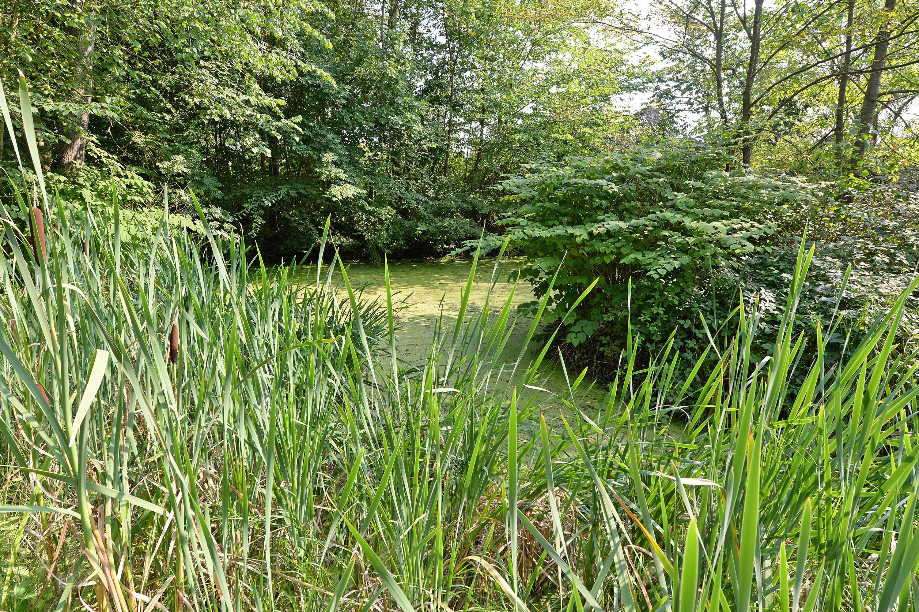 Fremhævet have billede i fuldskærmstilstand. Billede af Ronæsvej 8, Ronæs, 5580 Nørre Aaby