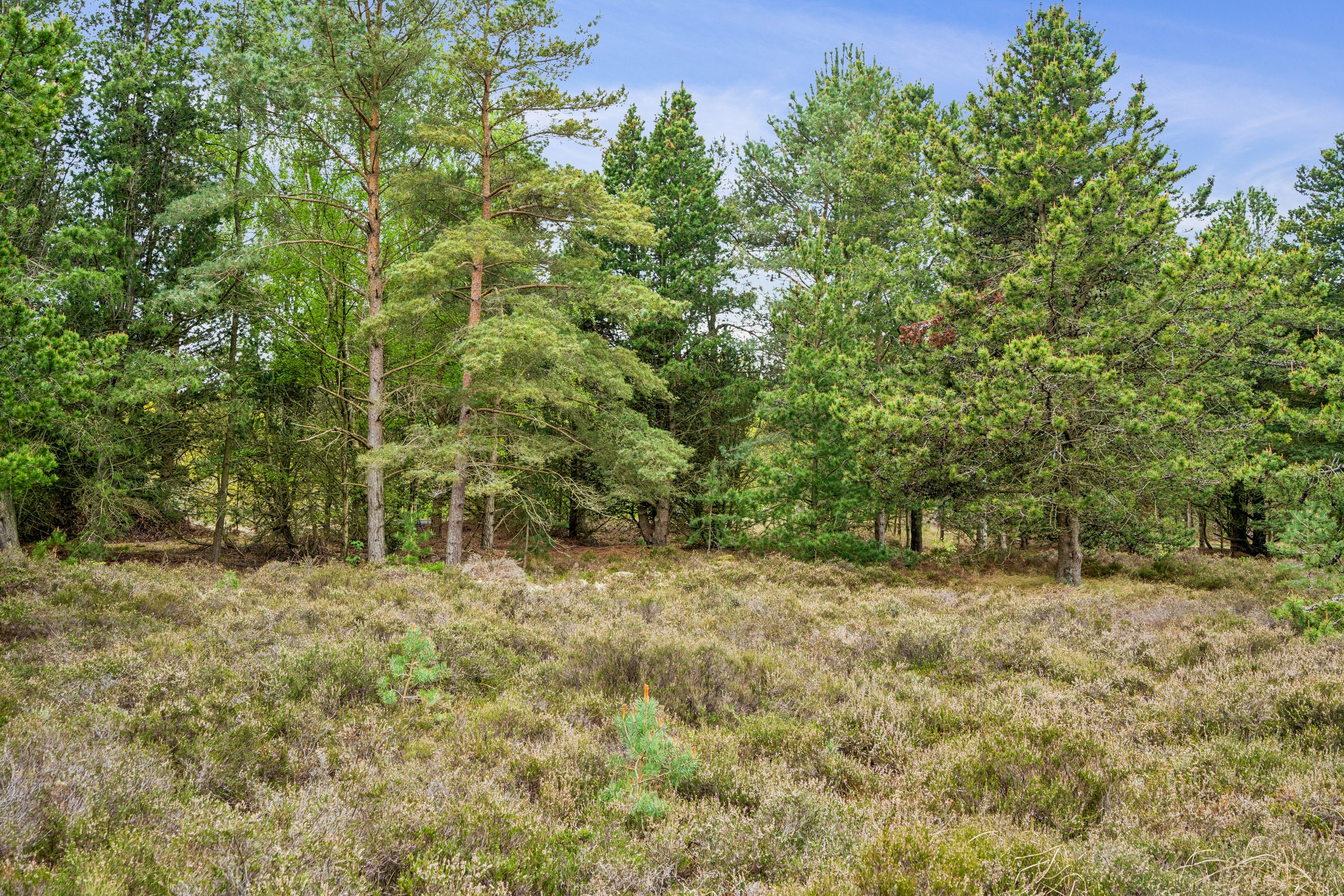 Fremhævet omgivelser billede i fuldskærmstilstand. Billede af Sandskægvej 4, Vesterø, 9940 Læsø