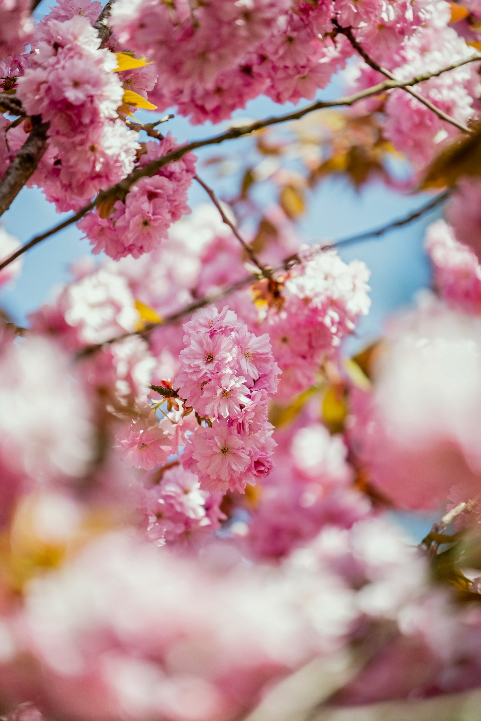 Fremhævet have billede i fuldskærmstilstand. Billede af Bredbjergvej 72, Bredbjerg, 5462 Morud