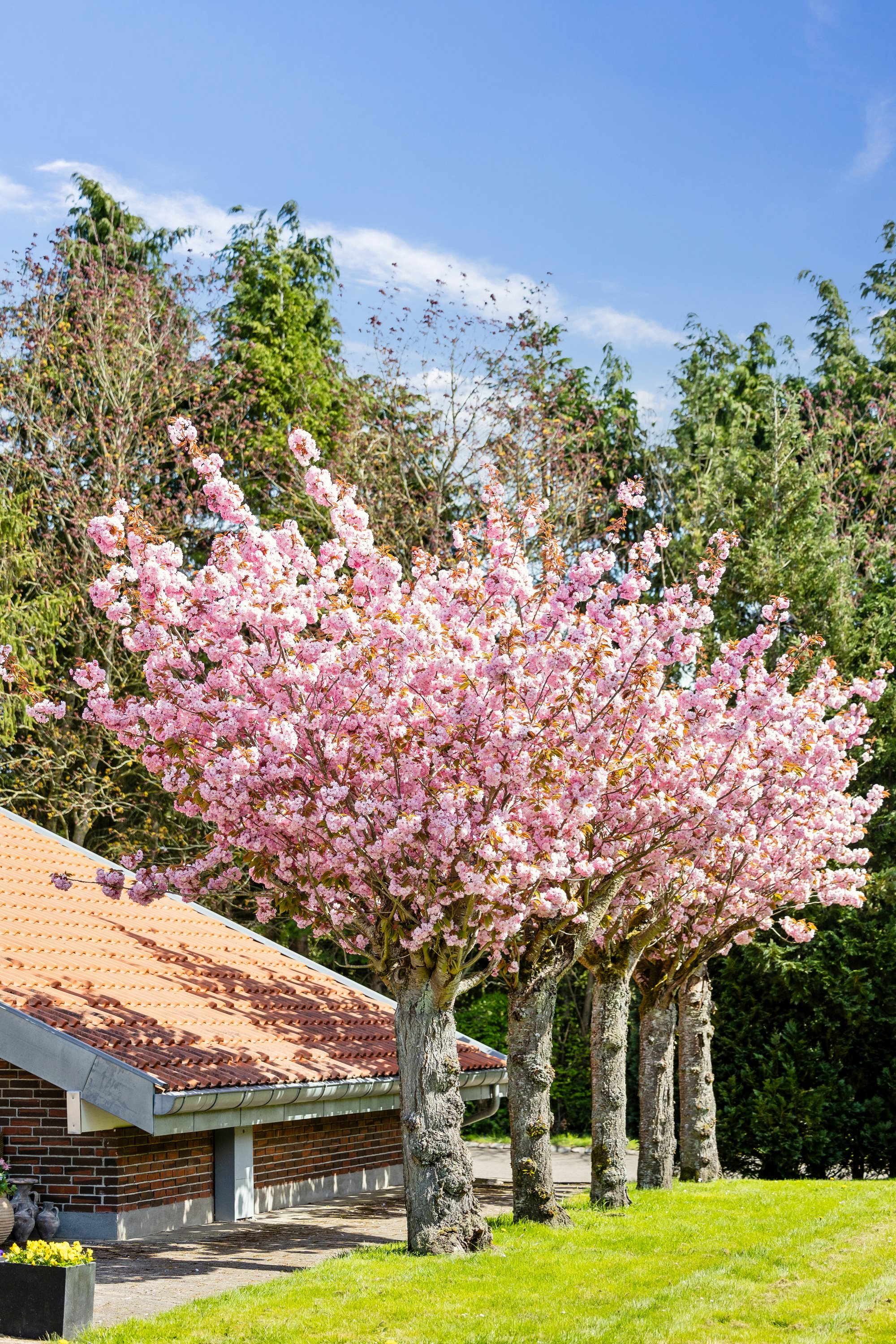 Fremhævet have billede i fuldskærmstilstand. Billede af Bredbjergvej 72, Bredbjerg, 5462 Morud