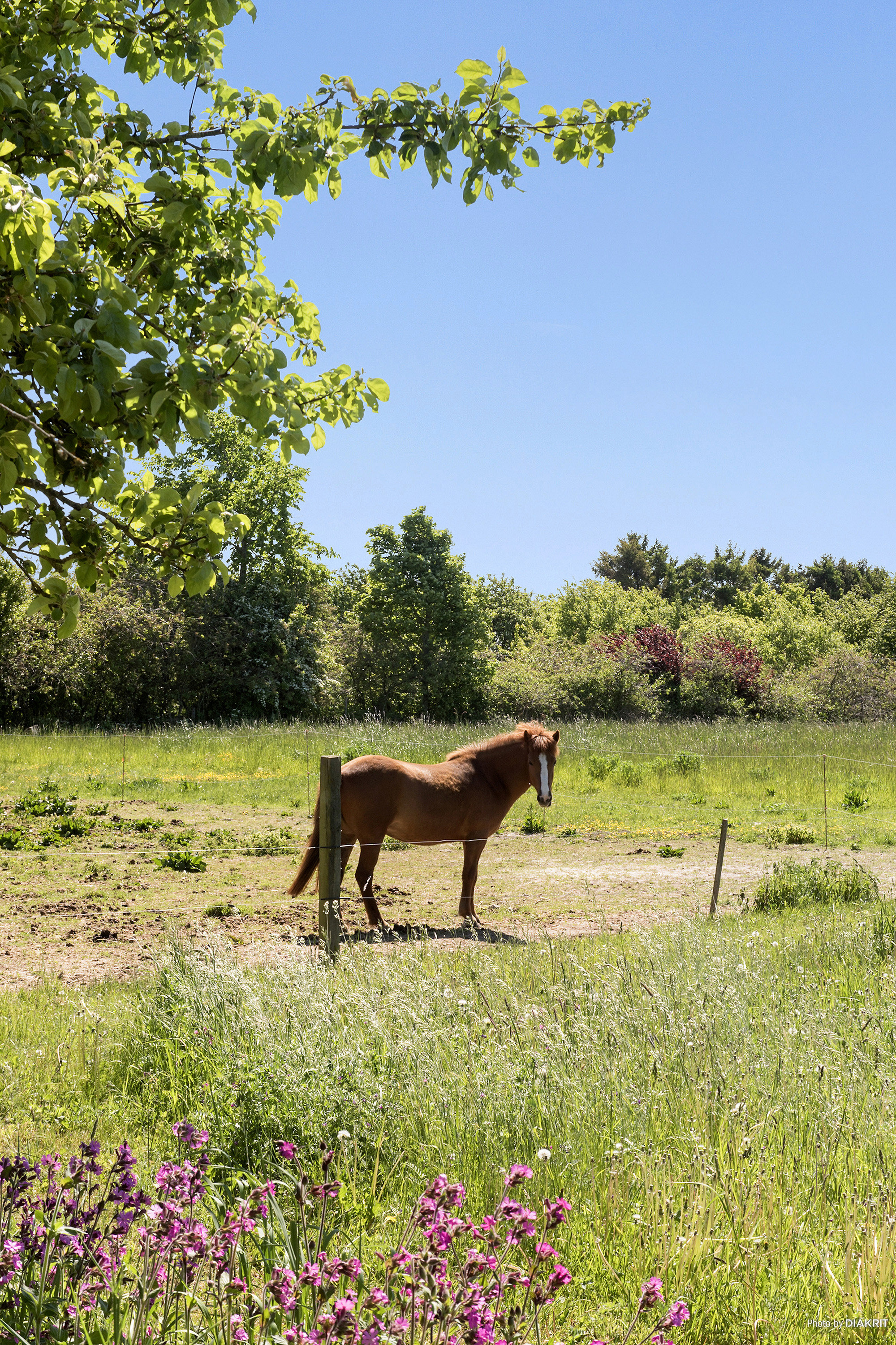 Fremhævet område billede i fuldskærmstilstand. Billede af Skovrækken 21, Vallø, 4600 Køge