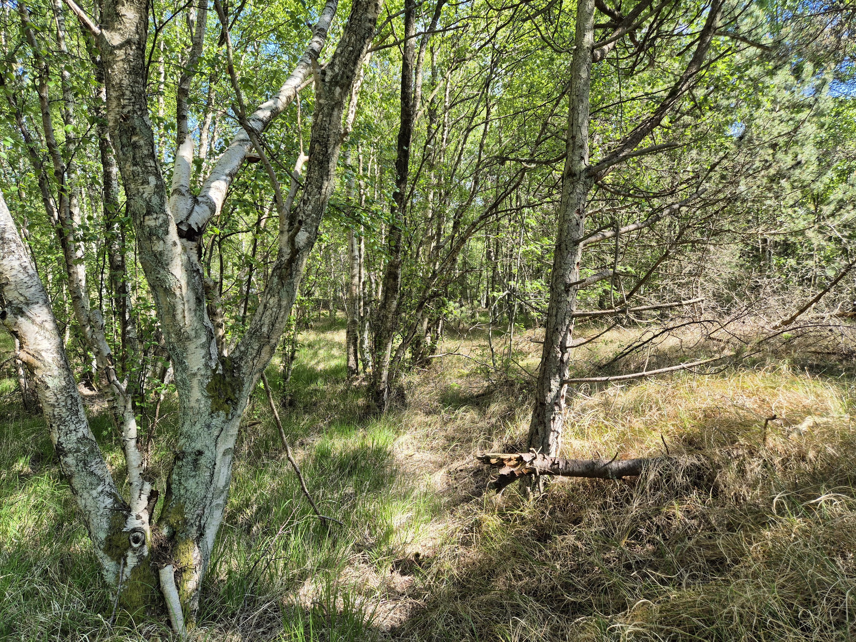 Fremhævet  billede i fuldskærmstilstand. Billede af Banstensvejen 30, Nordmarken, 9940 Læsø