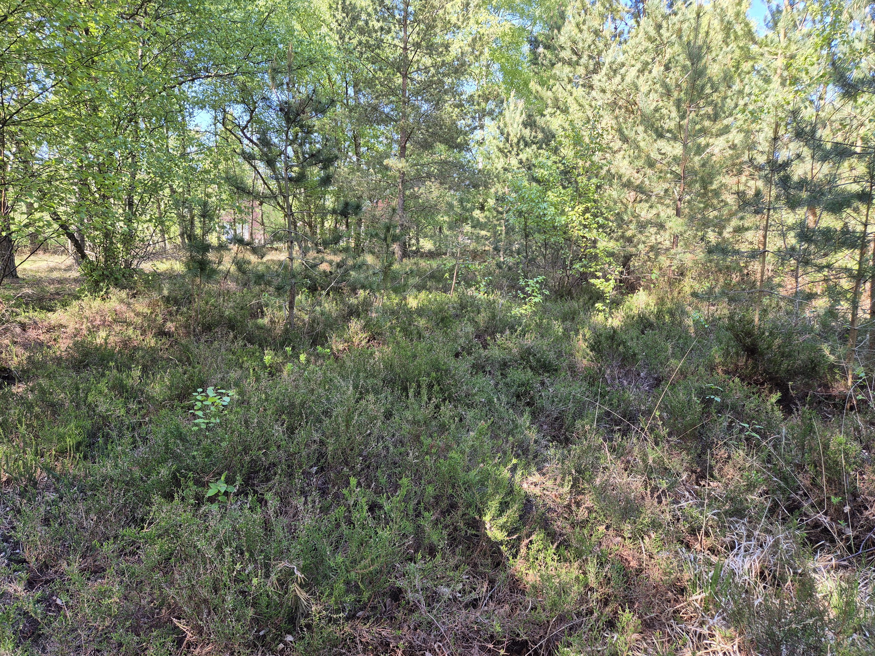 Fremhævet  billede i fuldskærmstilstand. Billede af Banstensvejen 72, Nordmarken , 9940 Læsø