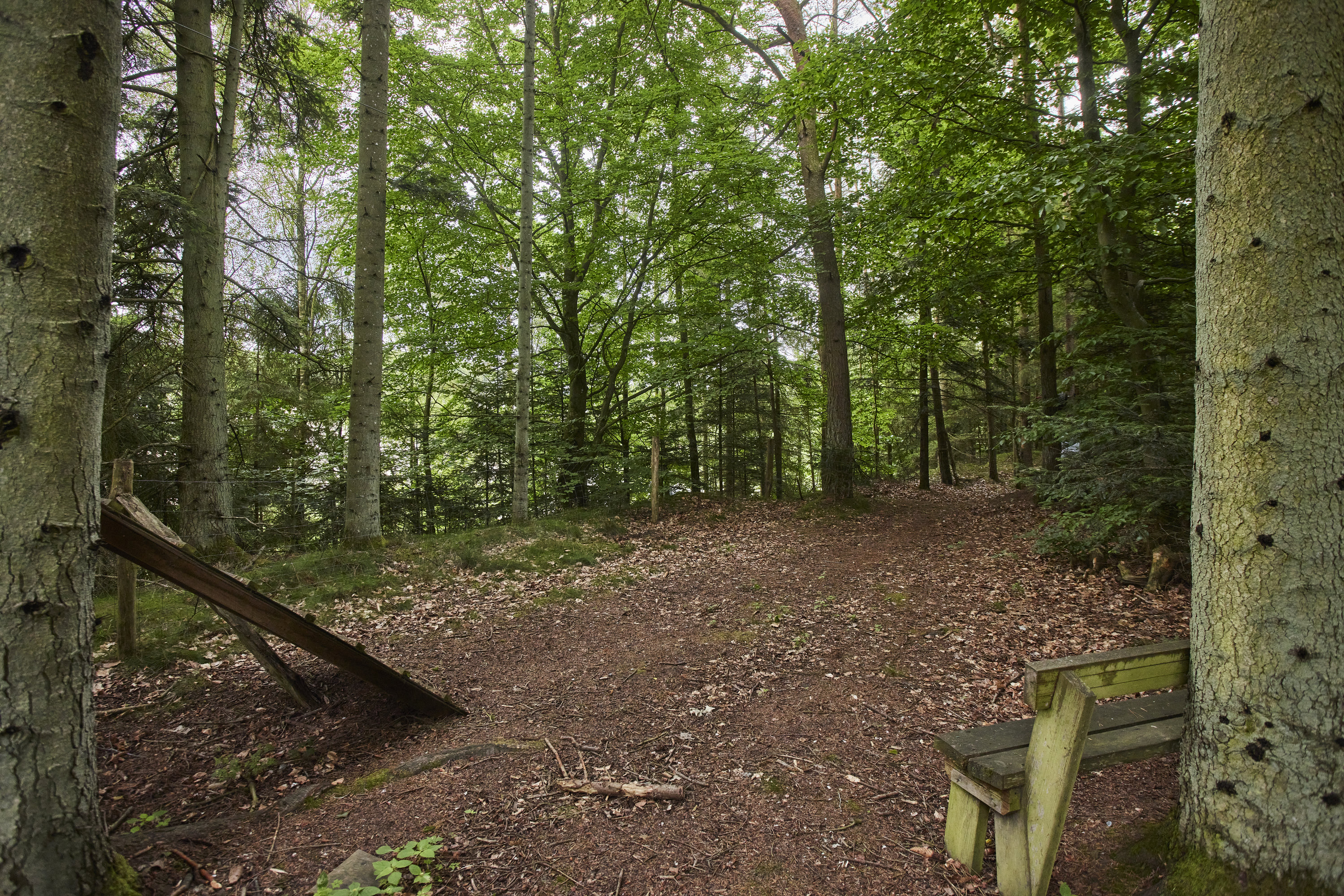 Fremhævet skov billede i fuldskærmstilstand. Billede af Højlundvej 4, Voervadsbro, 8660 Skanderborg