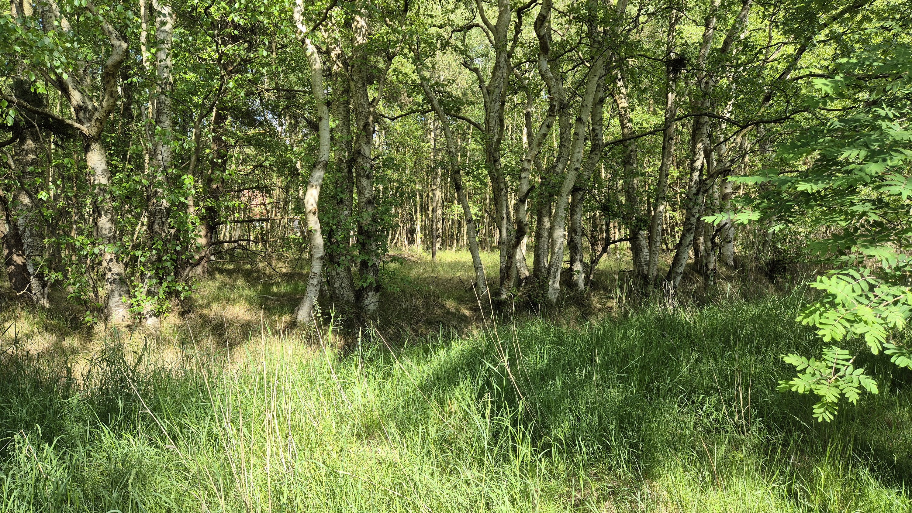 Fremhævet  billede i fuldskærmstilstand. Billede af Mirabellevej 6, Nordmarken, 9940 Læsø