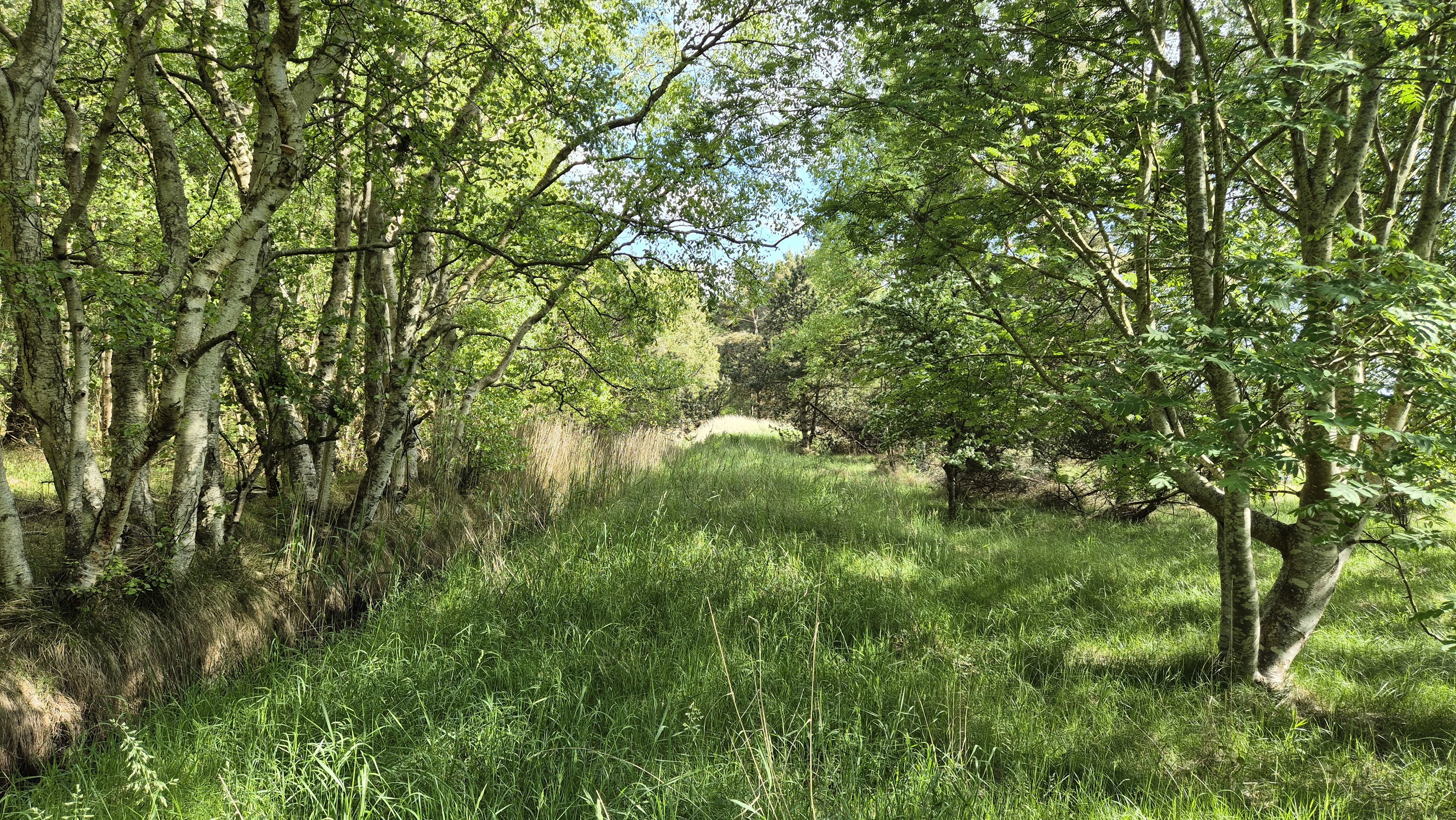 Fremhævet  billede i fuldskærmstilstand. Billede af Mirabellevej 6, Nordmarken, 9940 Læsø