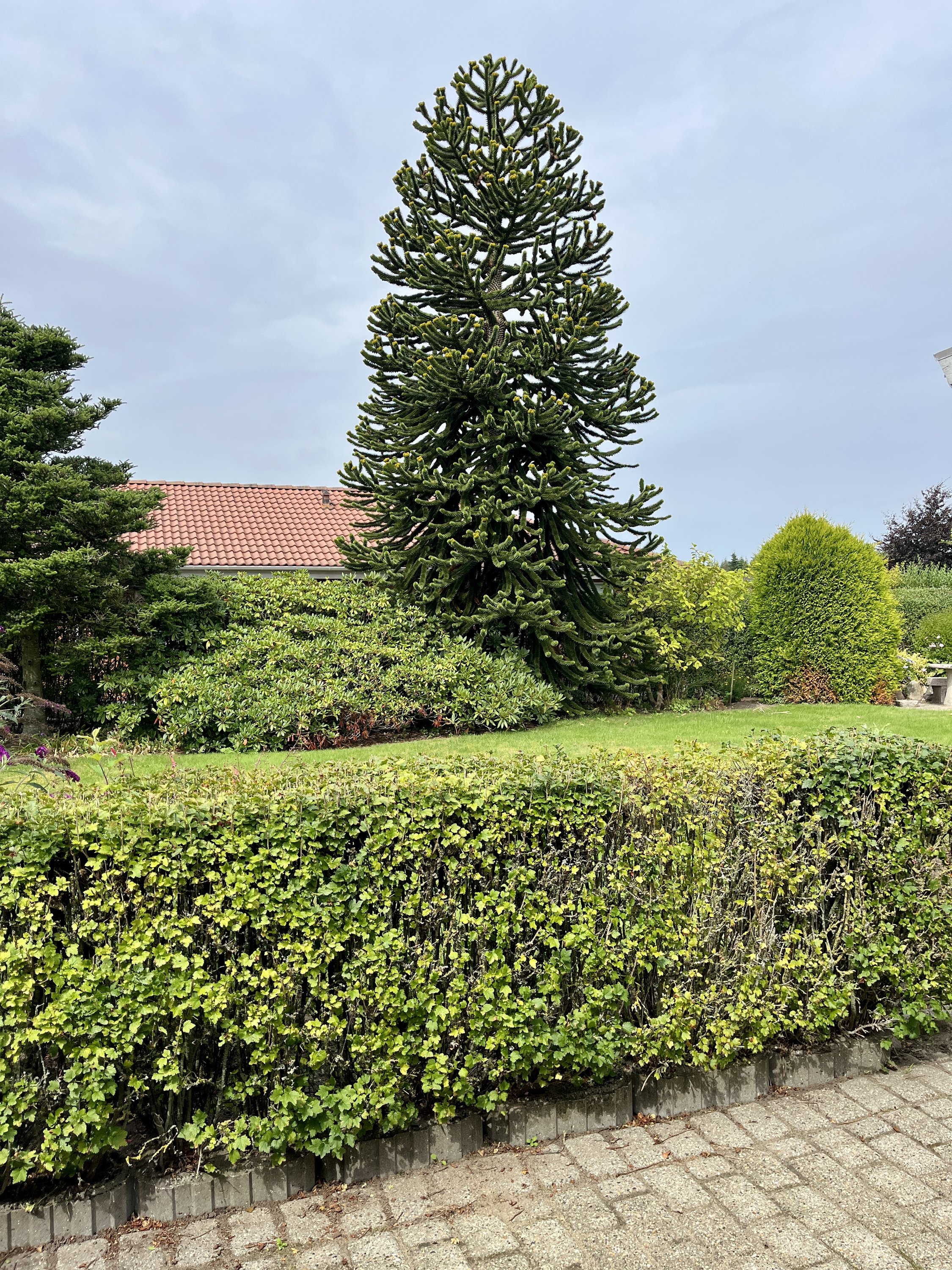 Fremhævet  billede i fuldskærmstilstand. Billede af Lupinmarken 130, 8800 Viborg