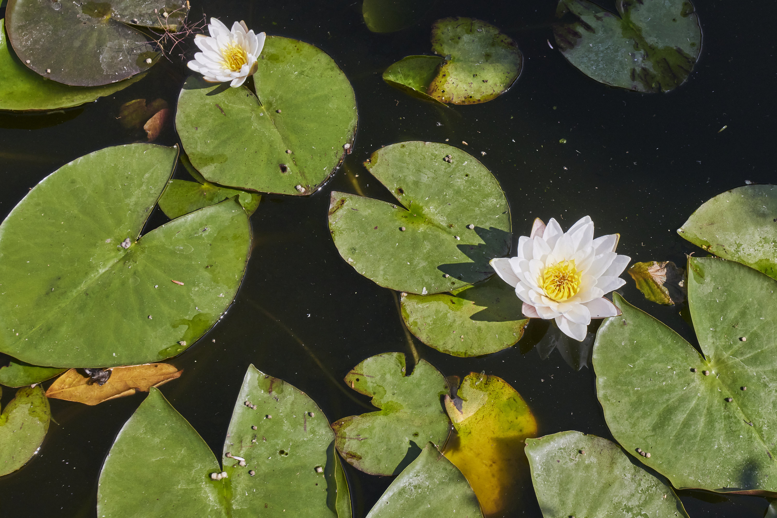 Fremhævet have billede i fuldskærmstilstand. Billede af Lundager 1, Ørum, 8830 Tjele
