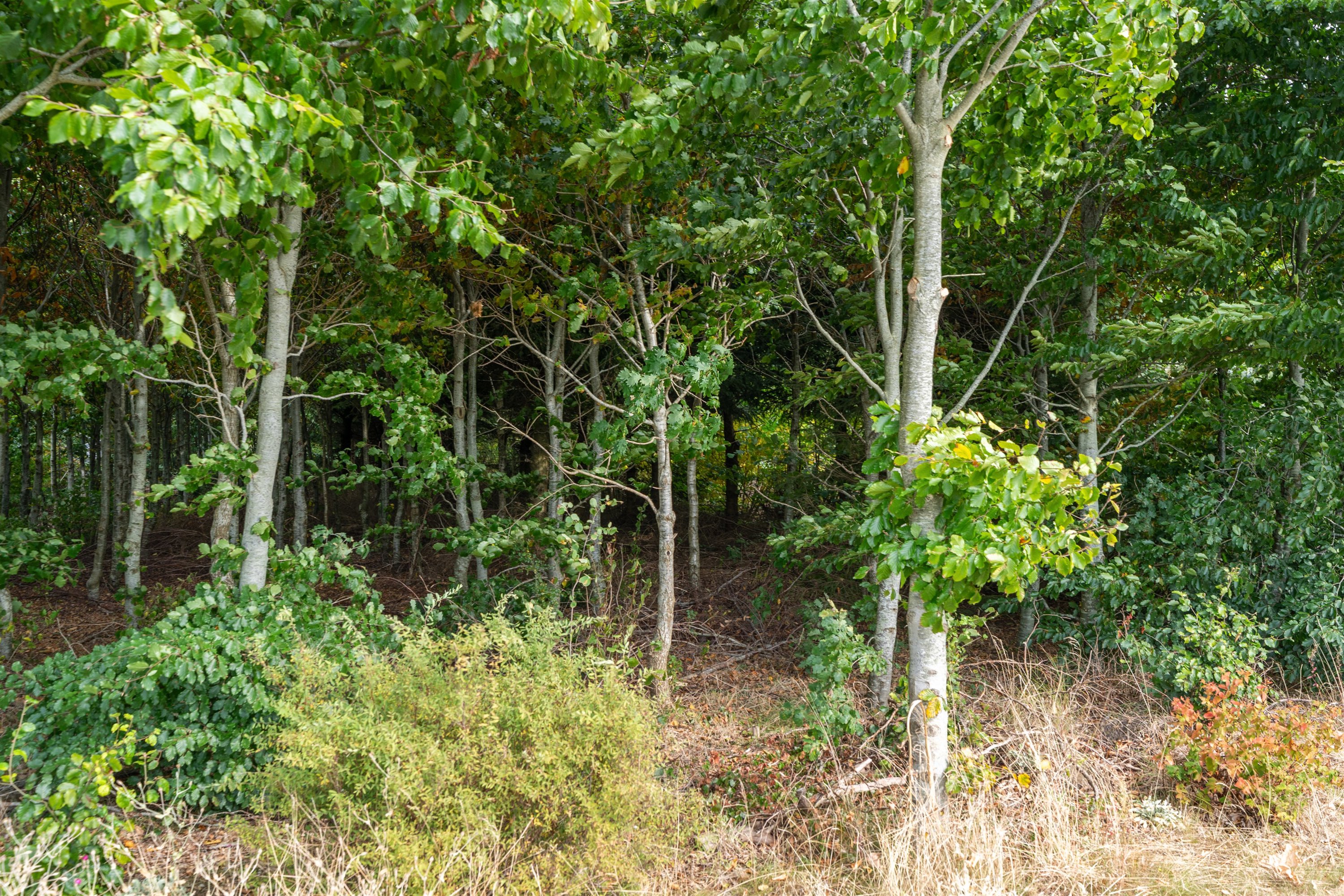 Fremhævet ejendommen billede i fuldskærmstilstand. Billede af Almstokvej 20, 6623 Vorbasse