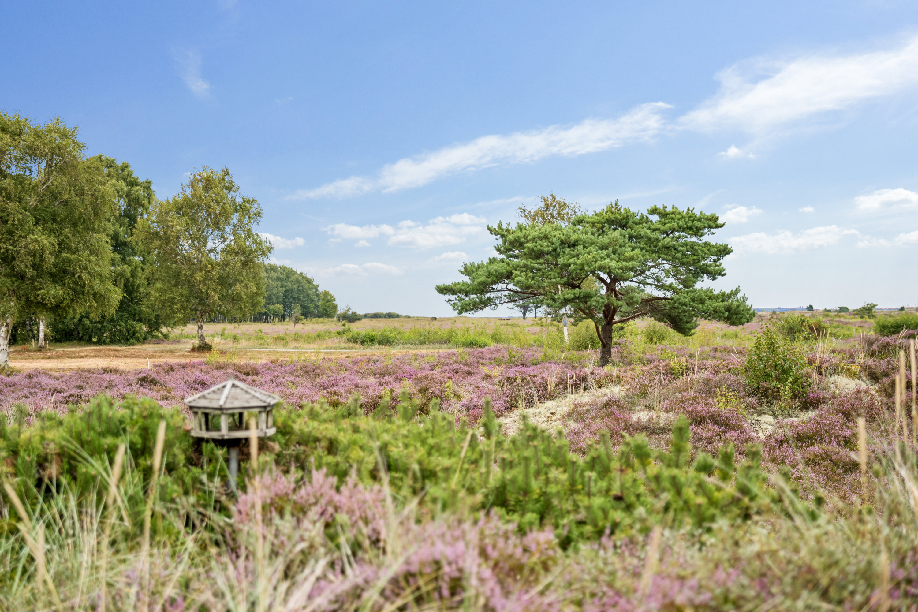 Fremhævet have billede i fuldskærmstilstand. Billede af Jenses Jolle 31, Nordmarken, 9940 Læsø