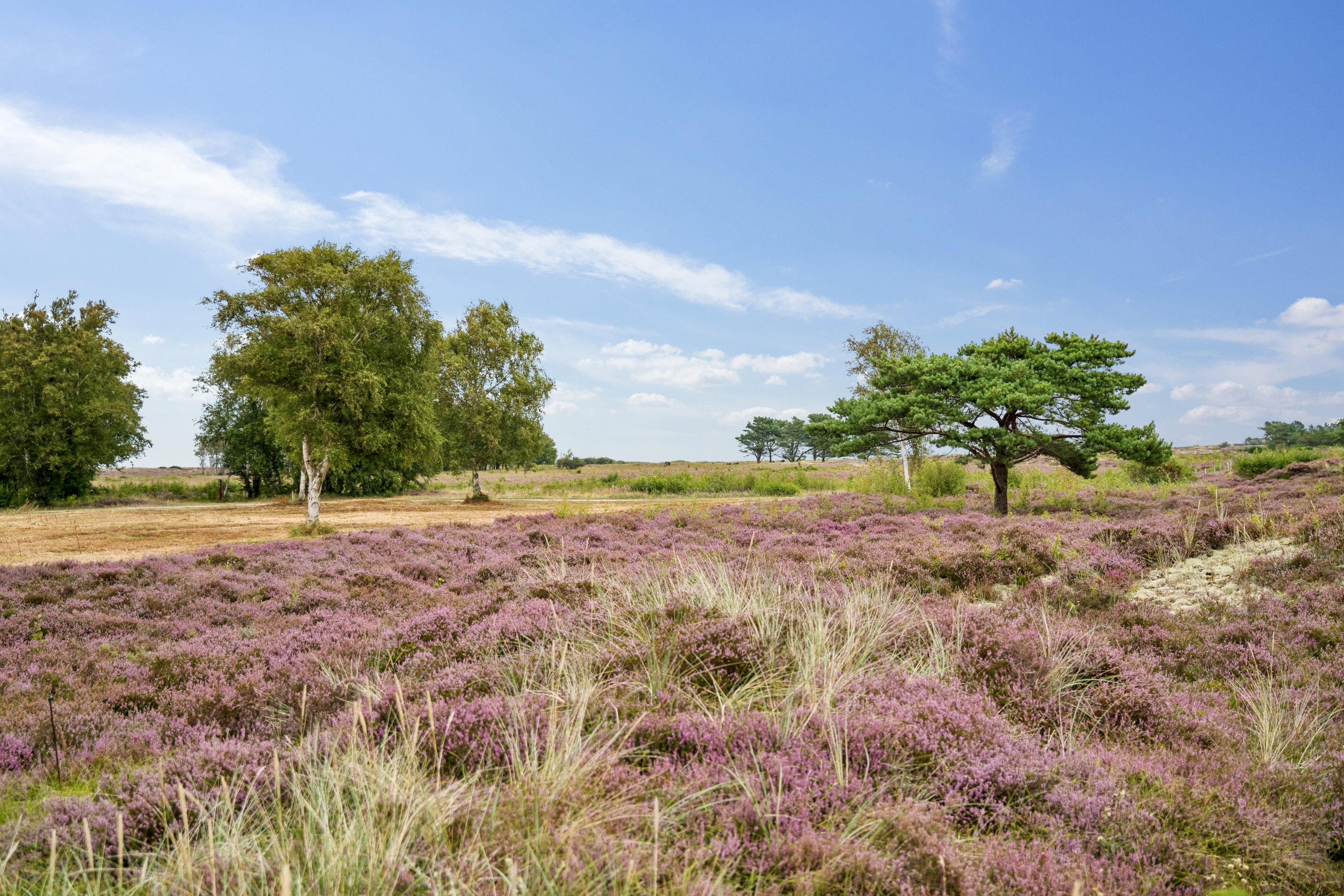 Fremhævet have billede i fuldskærmstilstand. Billede af Jenses Jolle 31, Nordmarken, 9940 Læsø