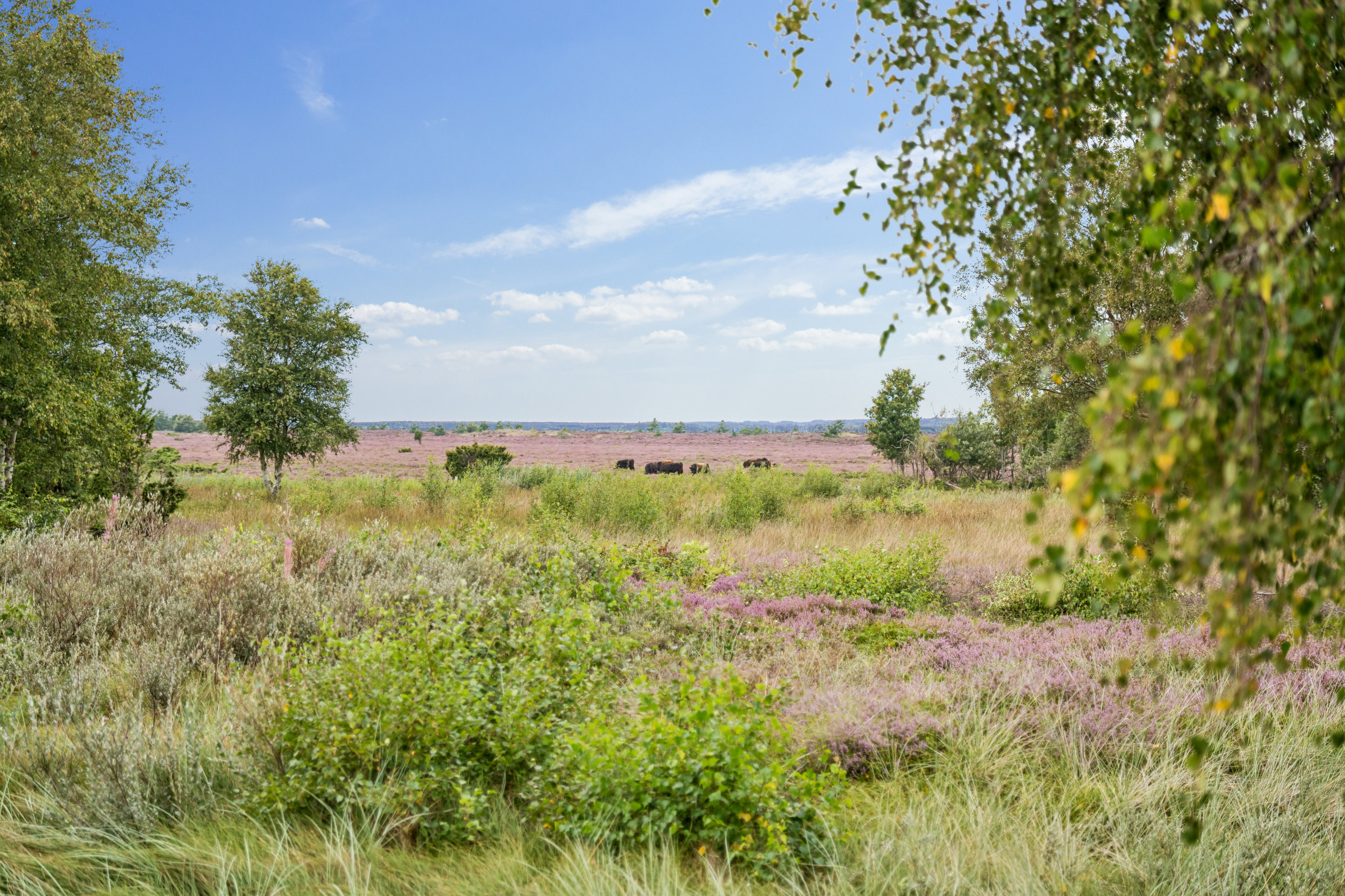 Miniaturebillede 1: udsigt. Billede af Jenses Jolle 31, Nordmarken, 9940 Læsø