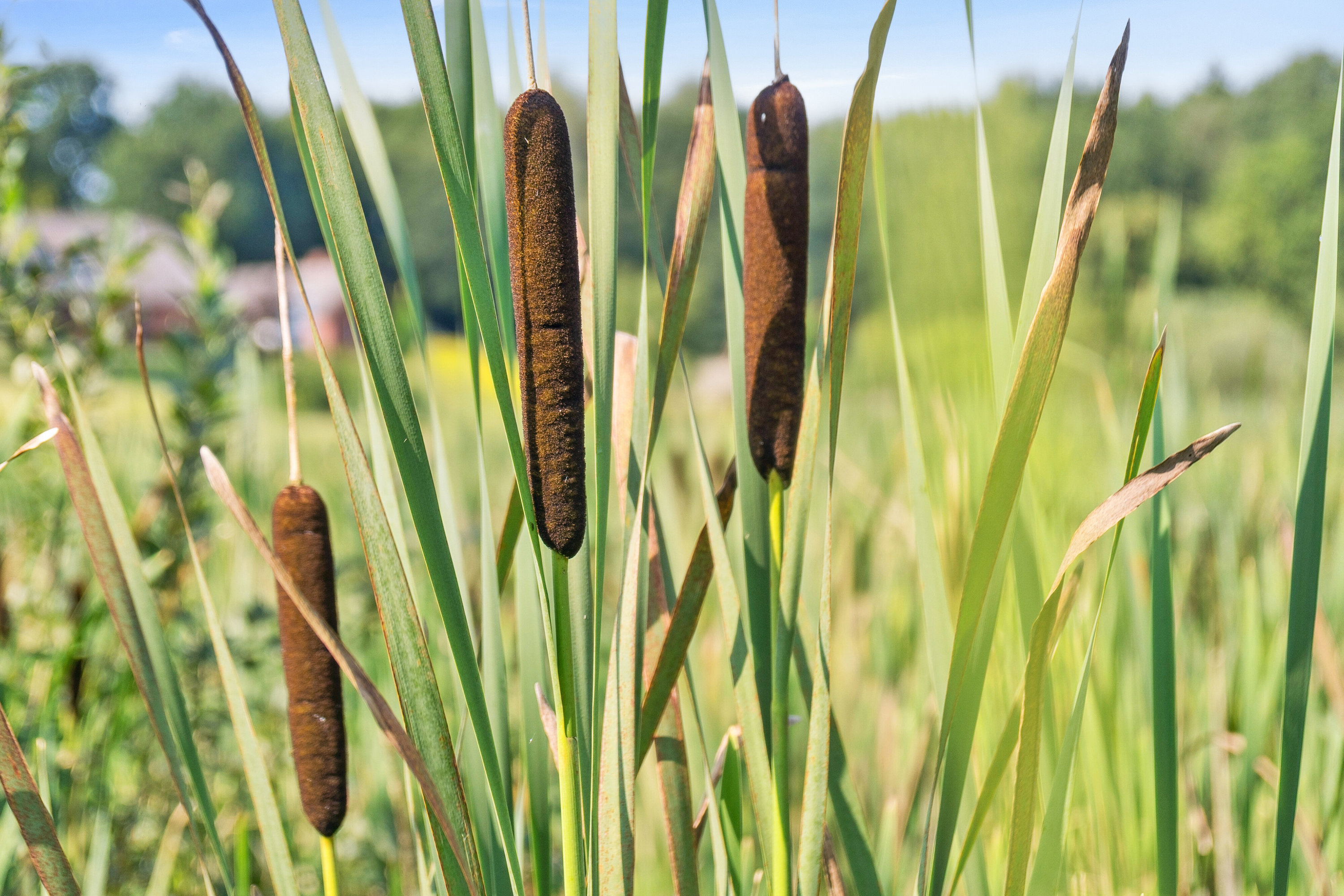 Fremhævet omgivelser billede i fuldskærmstilstand. Billede af Spjarupvej 6, 6040 Egtved