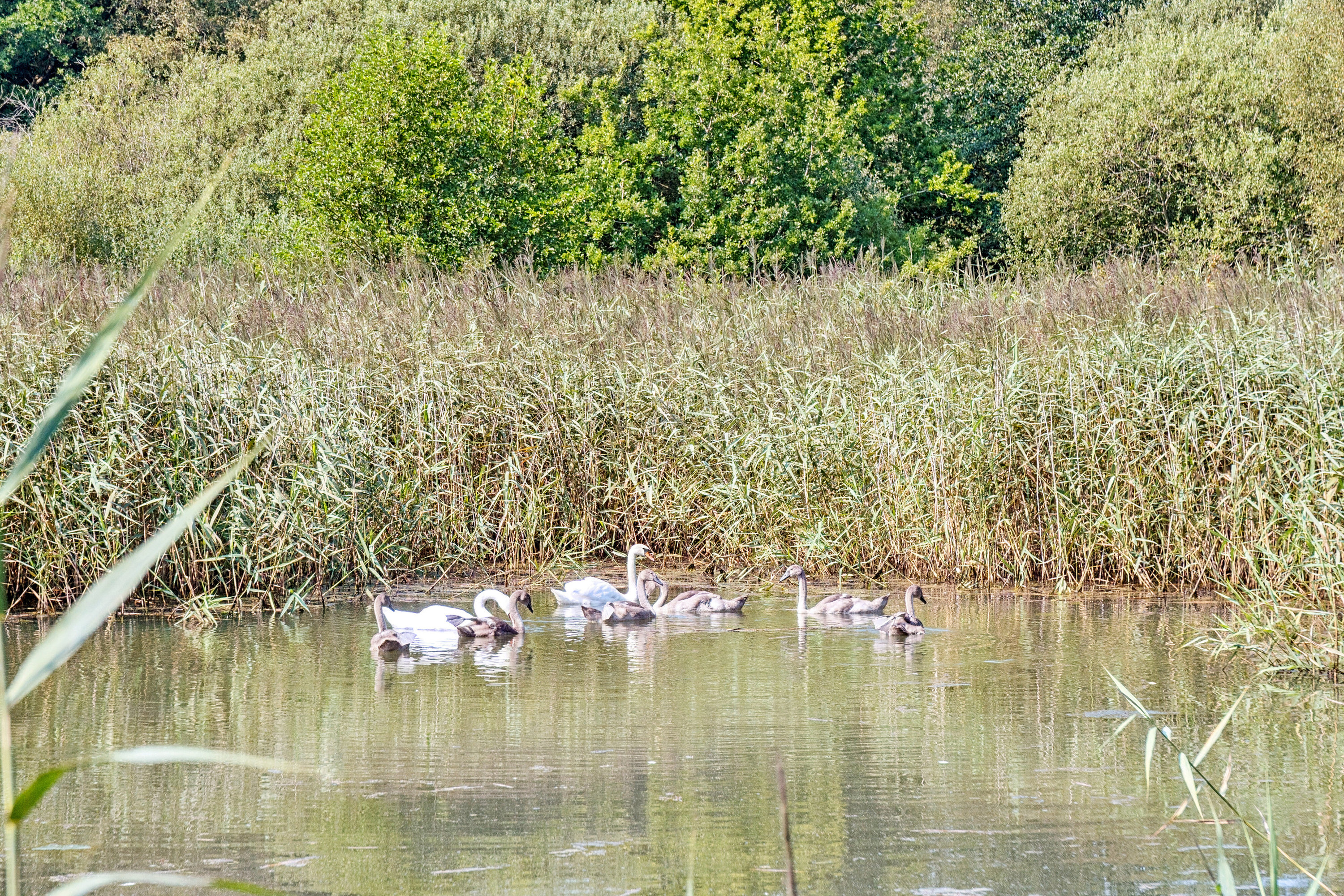 Fremhævet omgivelser billede i fuldskærmstilstand. Billede af Spjarupvej 6, 6040 Egtved