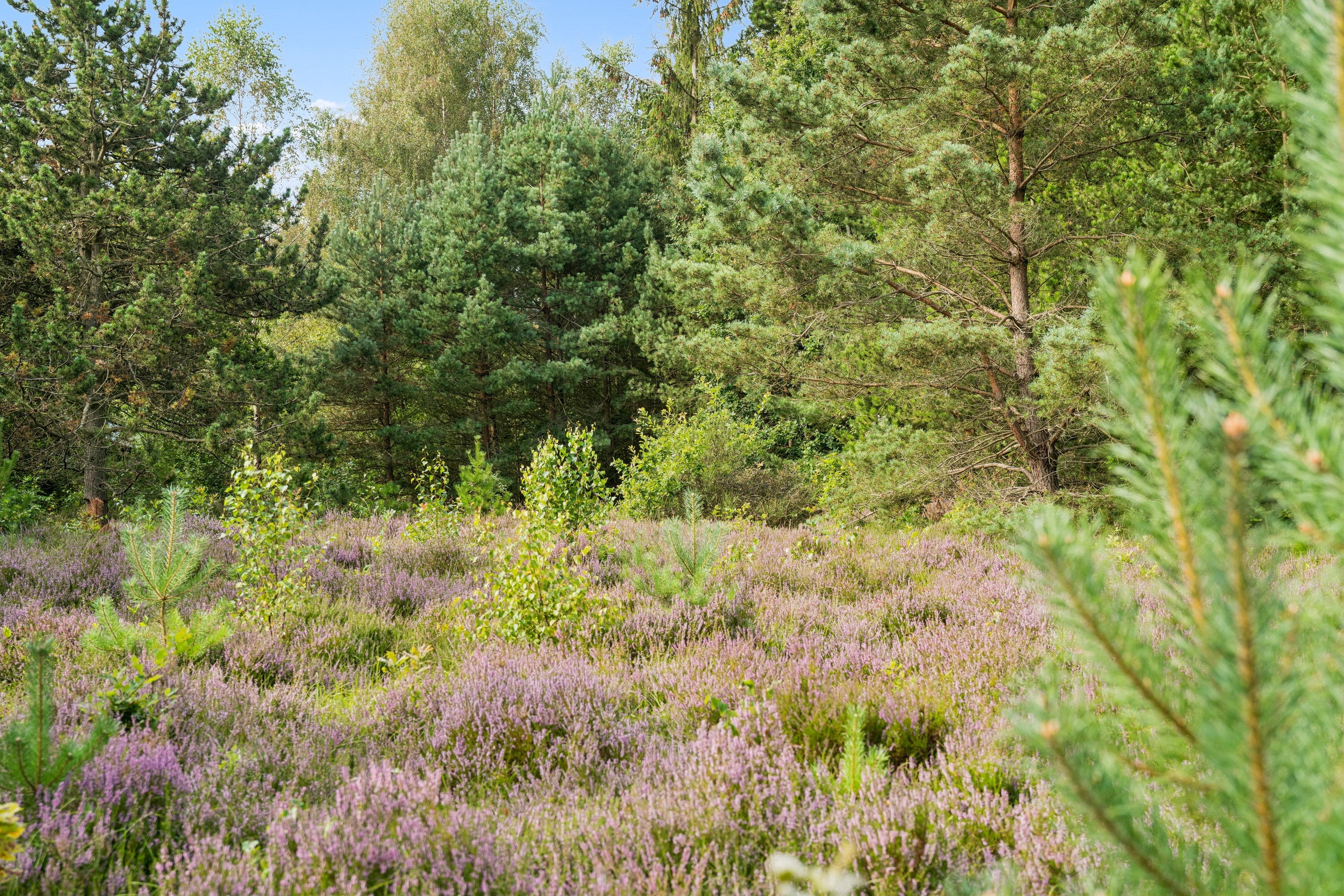 Fremhævet omgivelser billede i fuldskærmstilstand. Billede af Hyacintvej 1, Vesterø, 9940 Læsø
