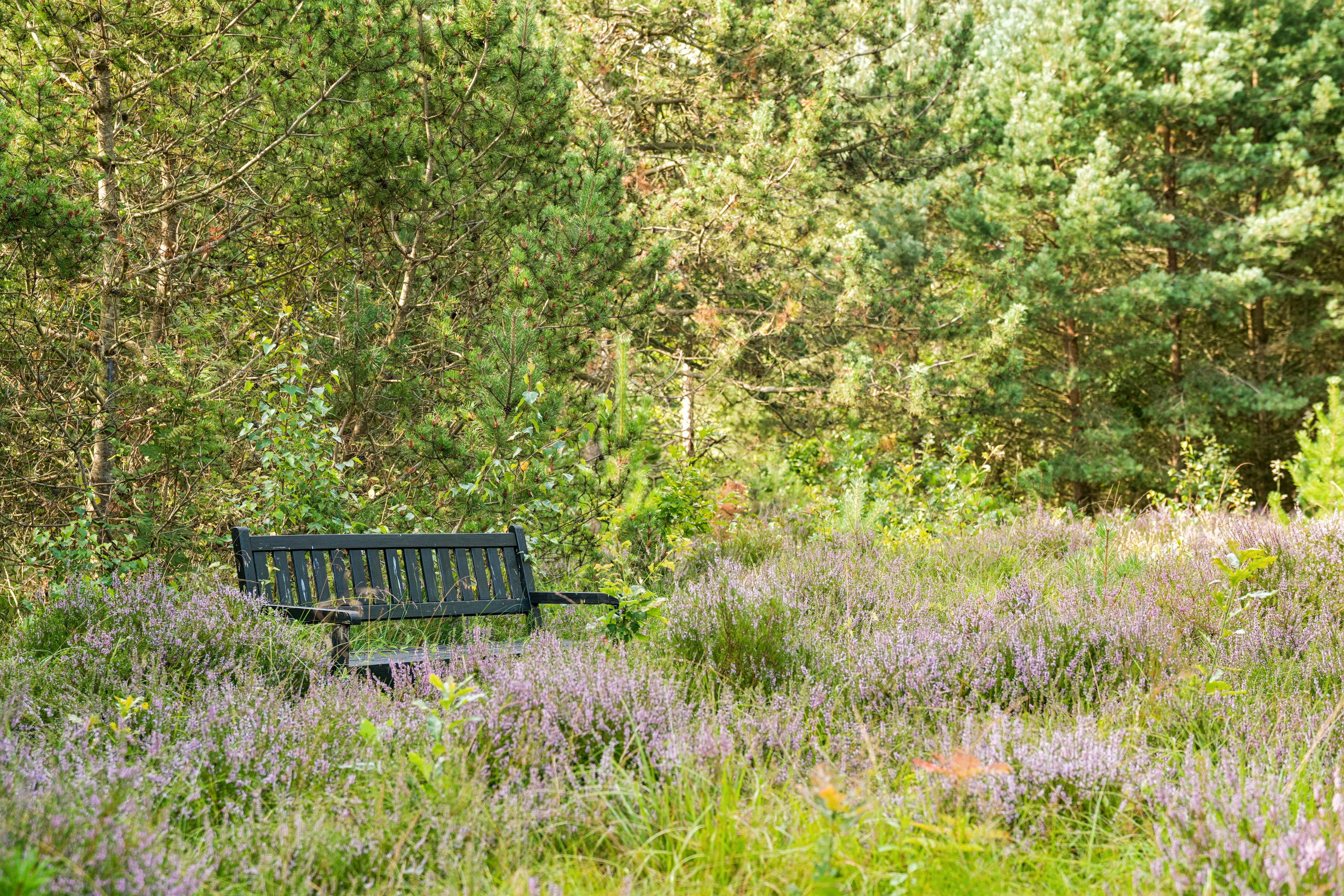 Fremhævet have billede i fuldskærmstilstand. Billede af Hyacintvej 1, Vesterø, 9940 Læsø