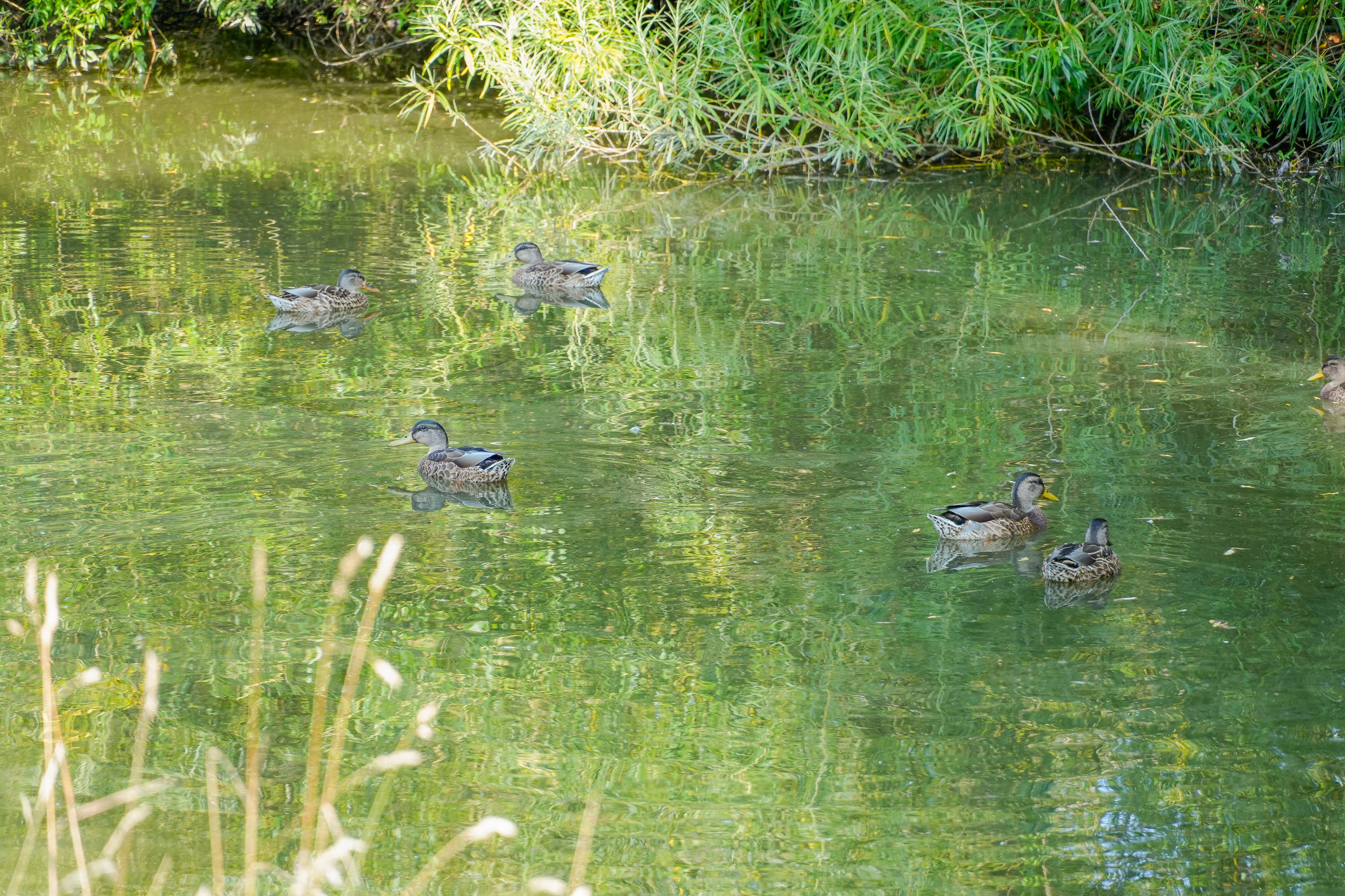 Fremhævet andet billede i fuldskærmstilstand. Billede af Pederstrupvej 61B, 2750 Ballerup