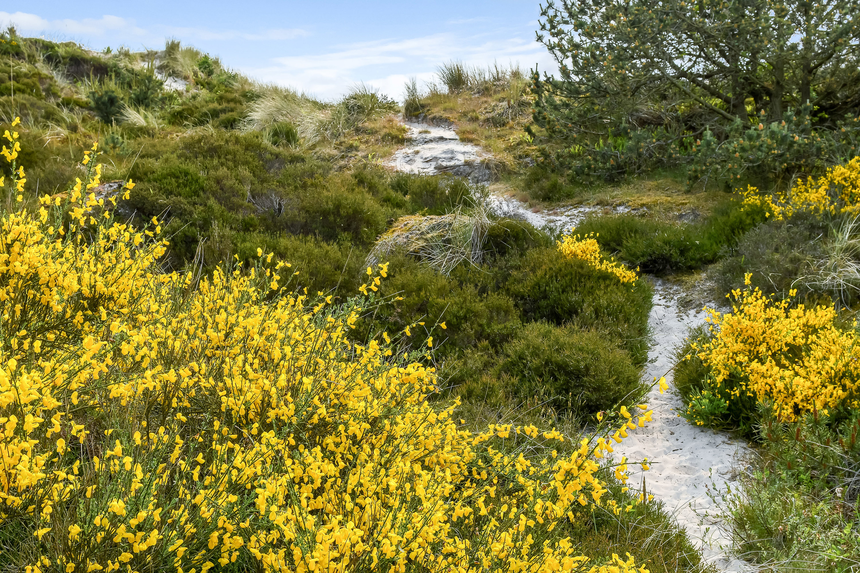 Fremhævet  billede i fuldskærmstilstand. Billede af Porsevej 10, Henne Strand, 6854 Henne