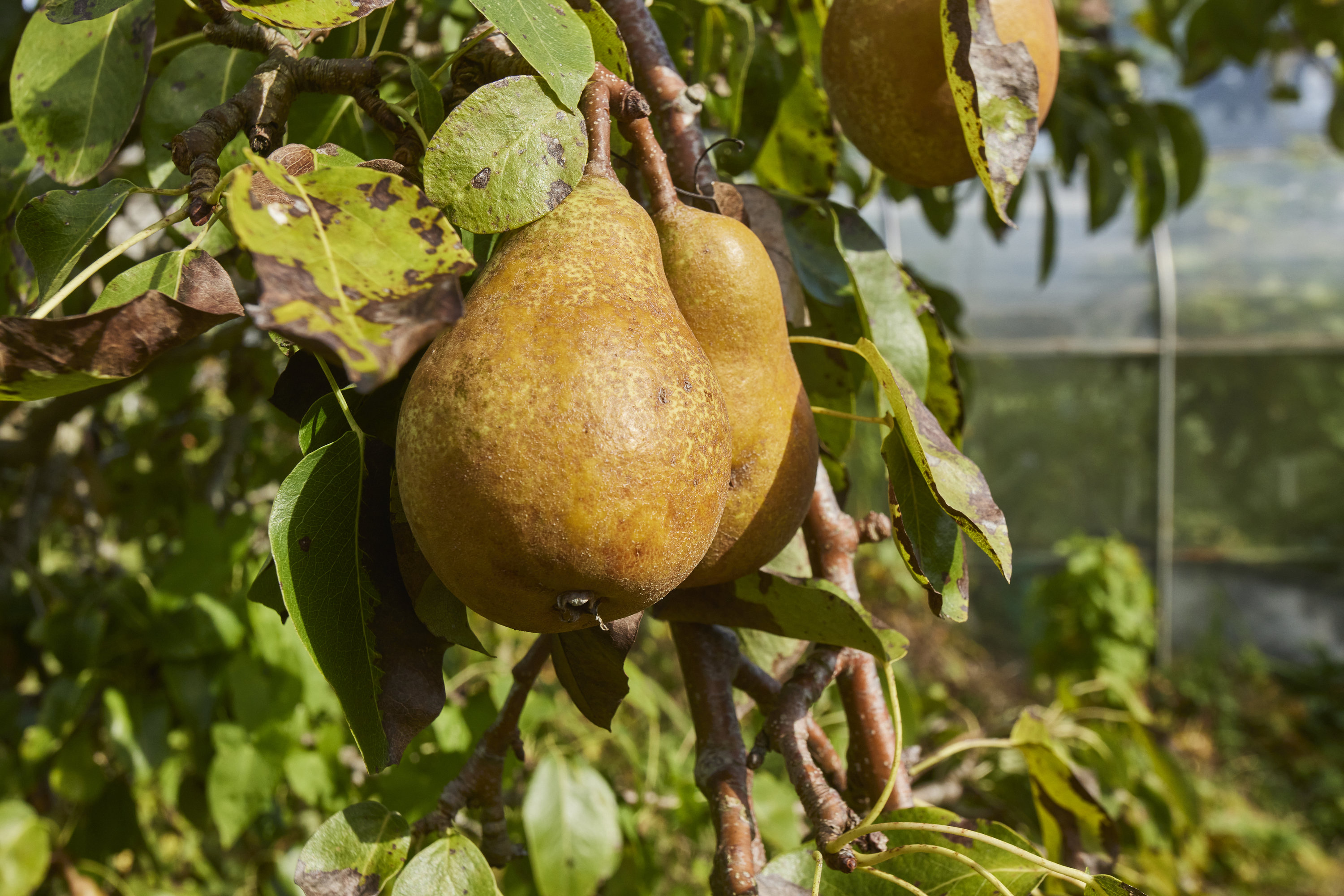 Fremhævet ejendommen billede i fuldskærmstilstand. Billede af Lærkevej 10, 8832 Skals