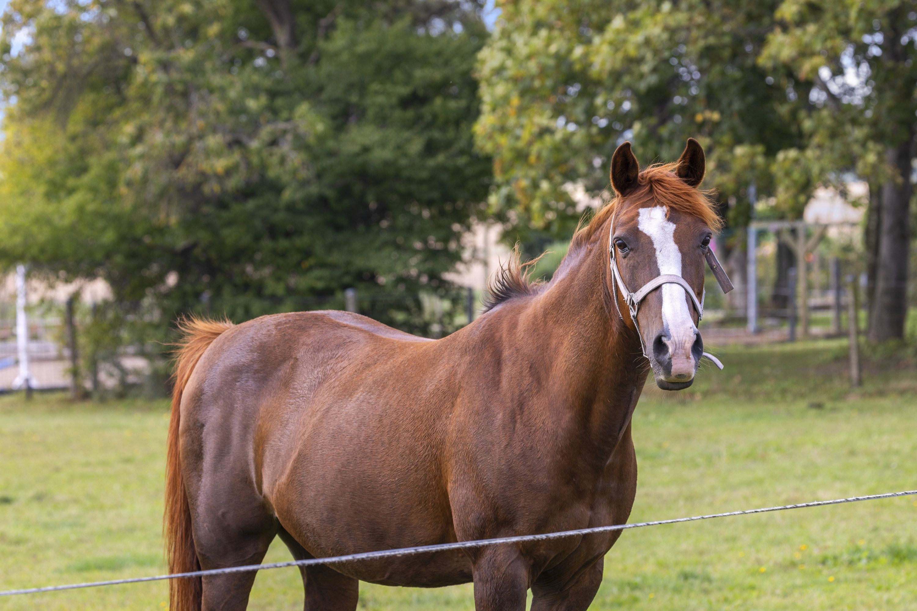 Fremhævet hestefold billede i fuldskærmstilstand. Billede af Vrangstrupvej 88, Vrangstrup, 4171 Glumsø