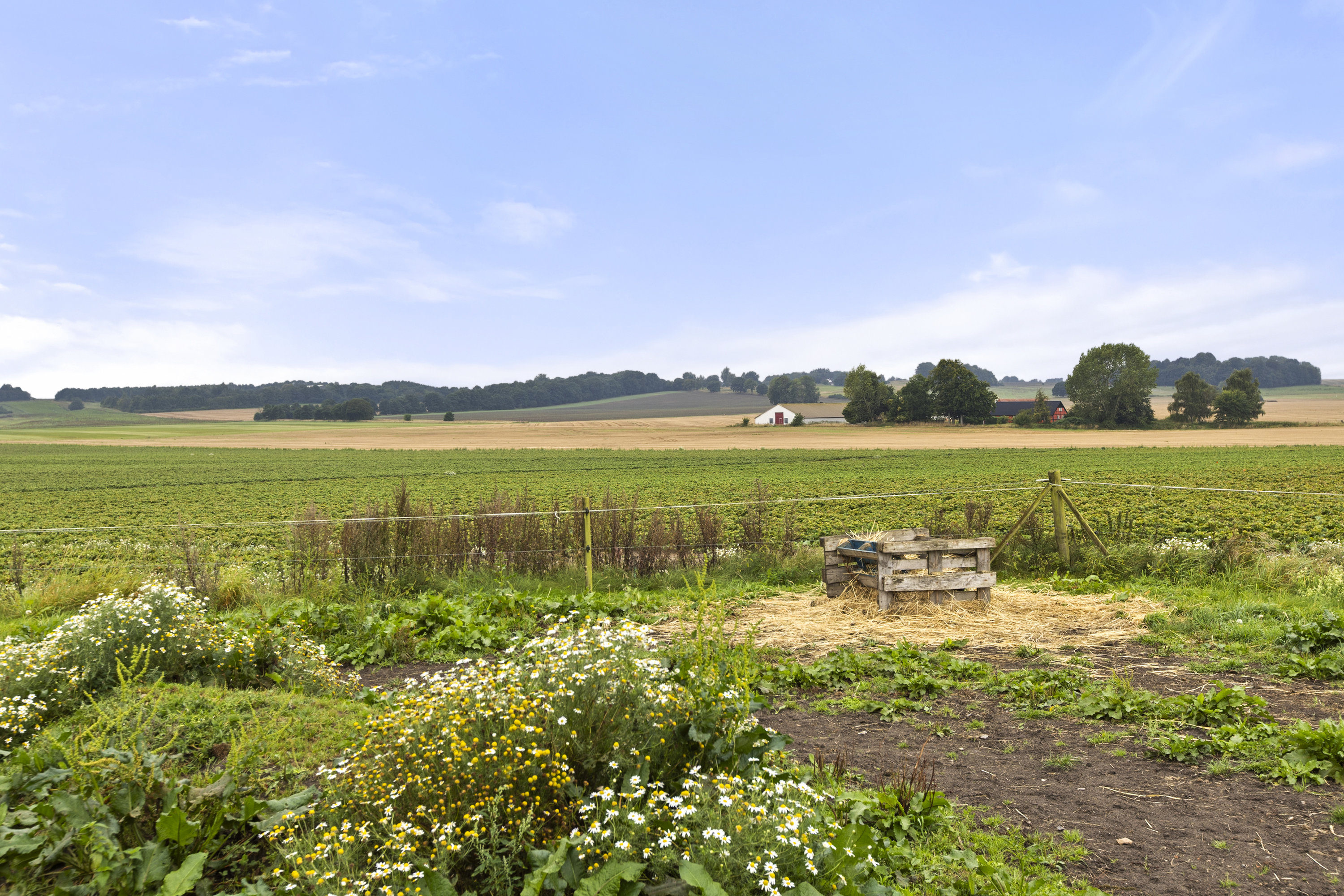 Fremhævet hestefold billede i fuldskærmstilstand. Billede af Vrangstrupvej 88, Vrangstrup, 4171 Glumsø