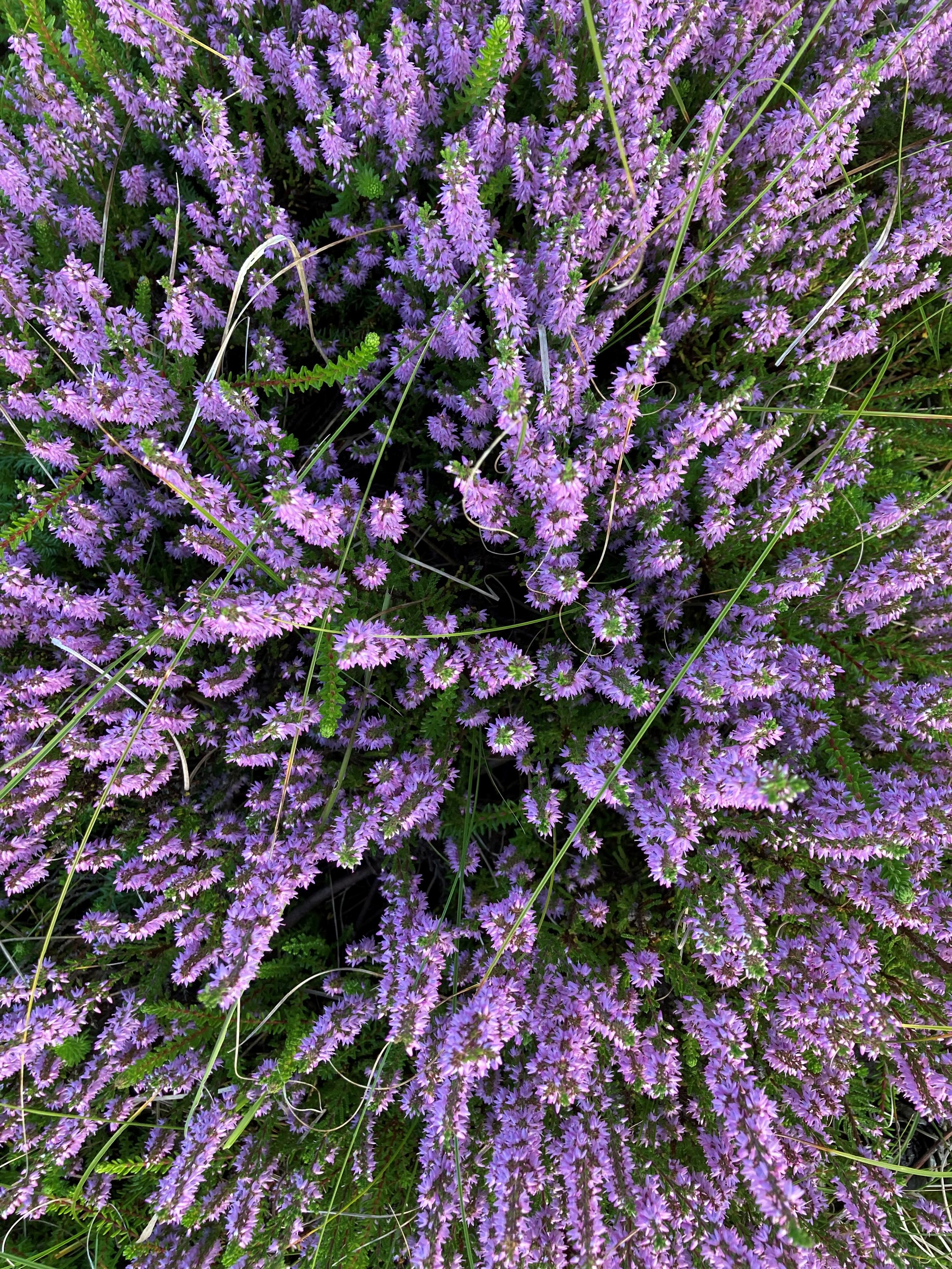 Fremhævet  billede i fuldskærmstilstand. Billede af Hvidkløvervej 6, Vesterø, 9940 Læsø